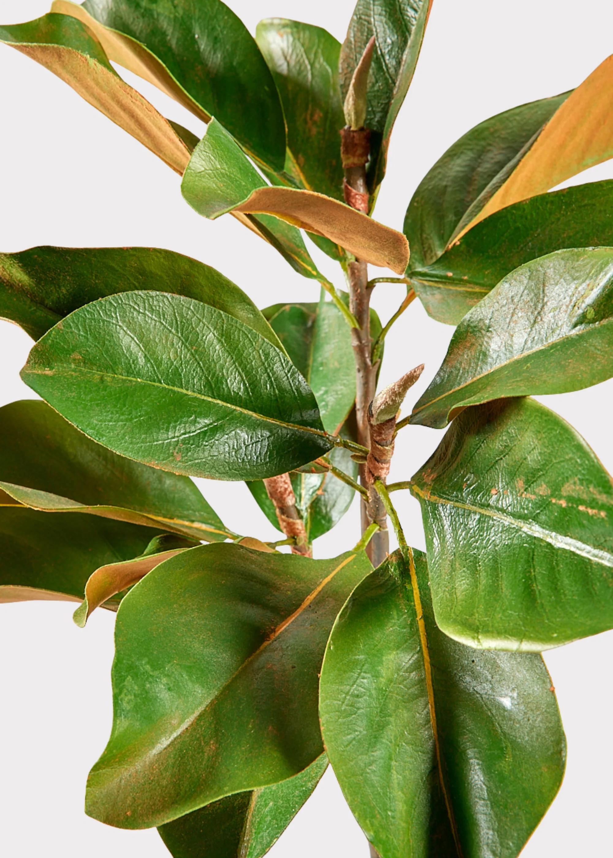 Faux Magnolia Leaf Branch - 41" - Image 4