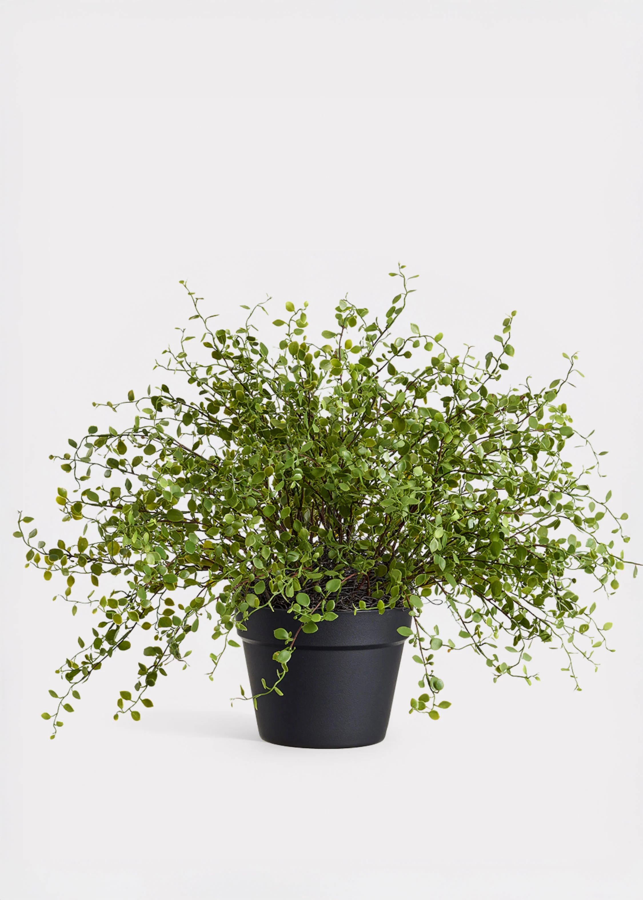 Maidenhair Creeping Vine Fake Potted Plant - 16"