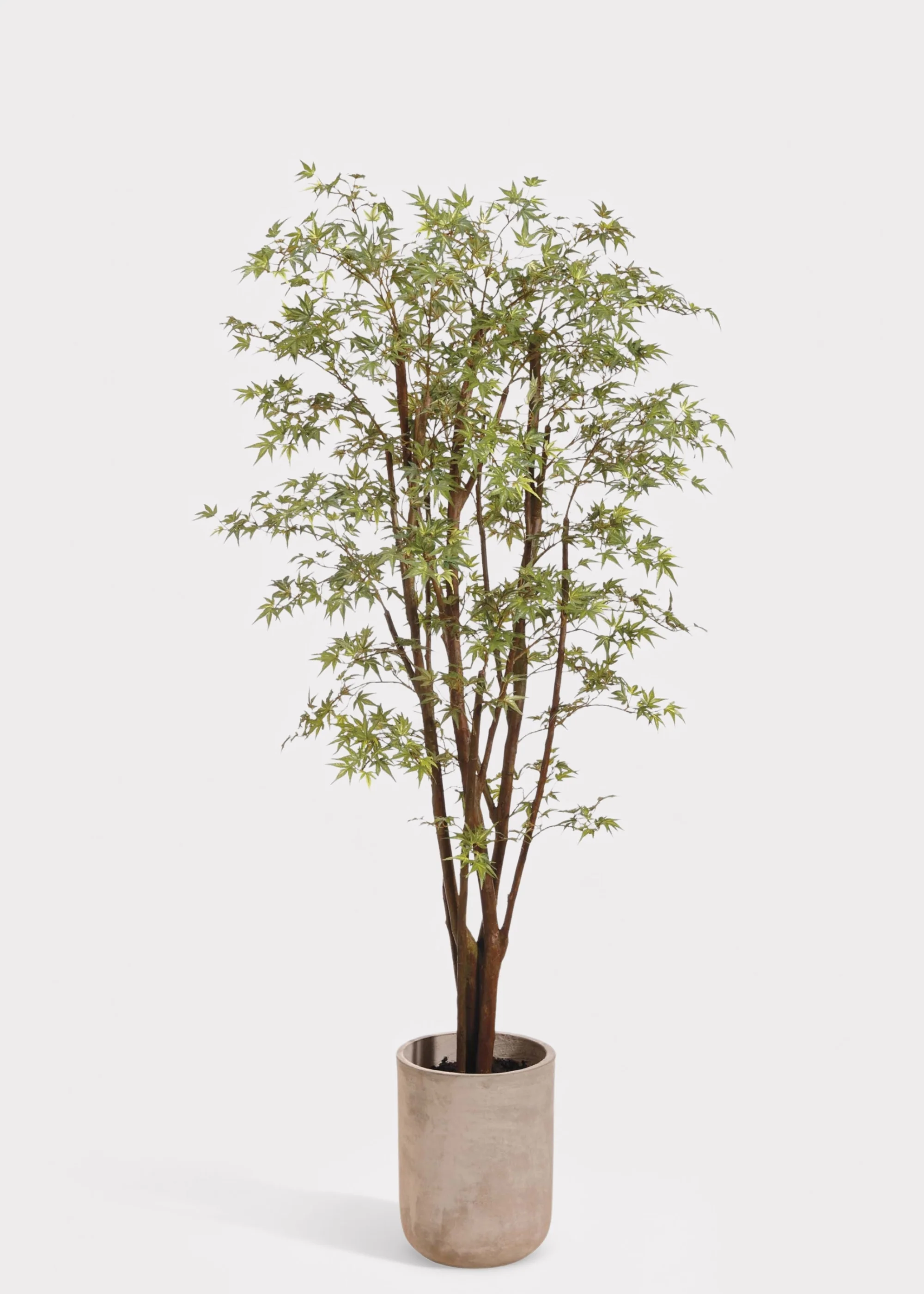 Faux Potted Japanese Maple Tree in Cement Pot - 6.5'