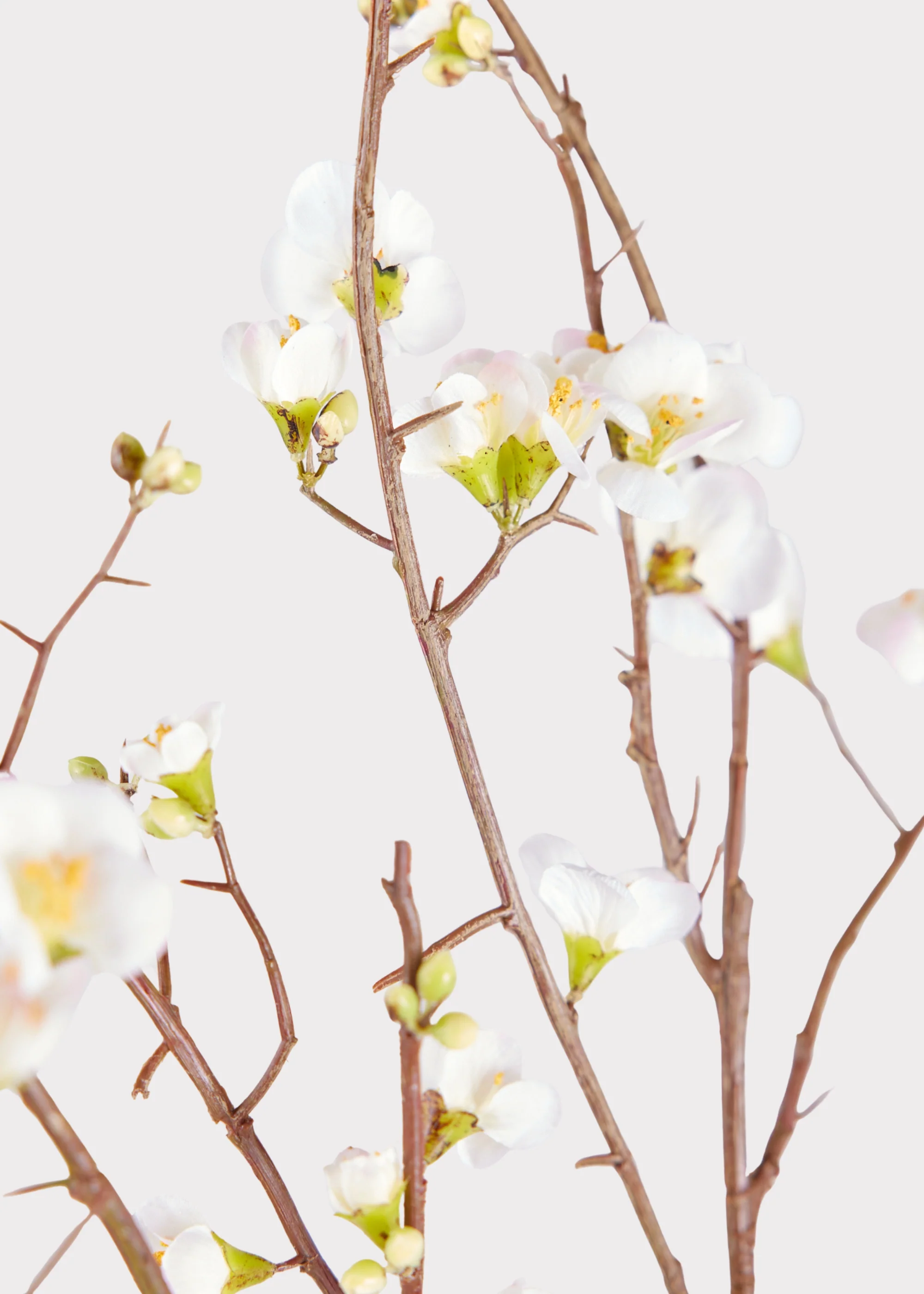 SAVE - Faux Quince Blossom Branch in Cream - 54" - Image 3