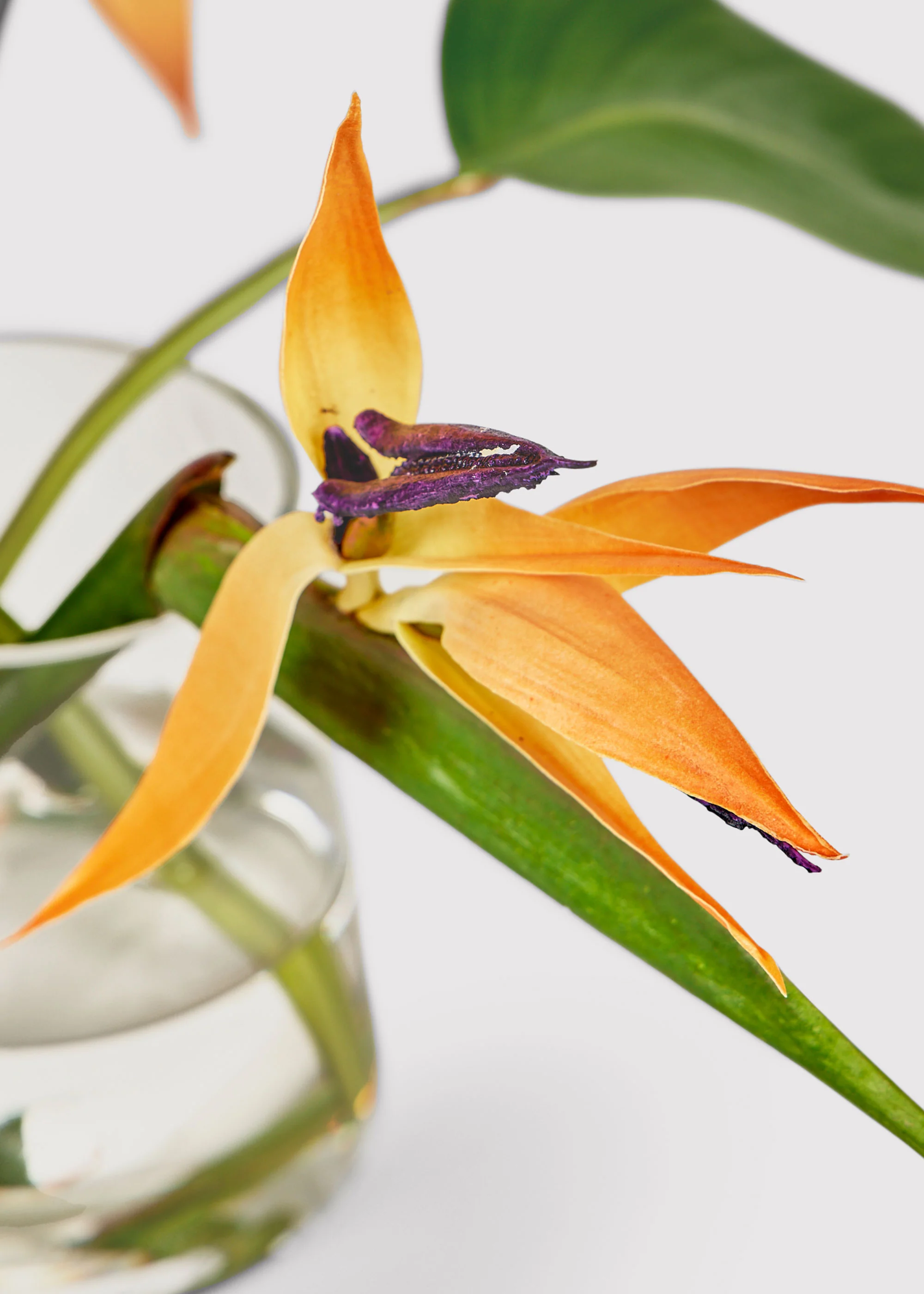 Faux Tropical Bird of Paradise Arrangement in Glass Vase - 11" - Image 3