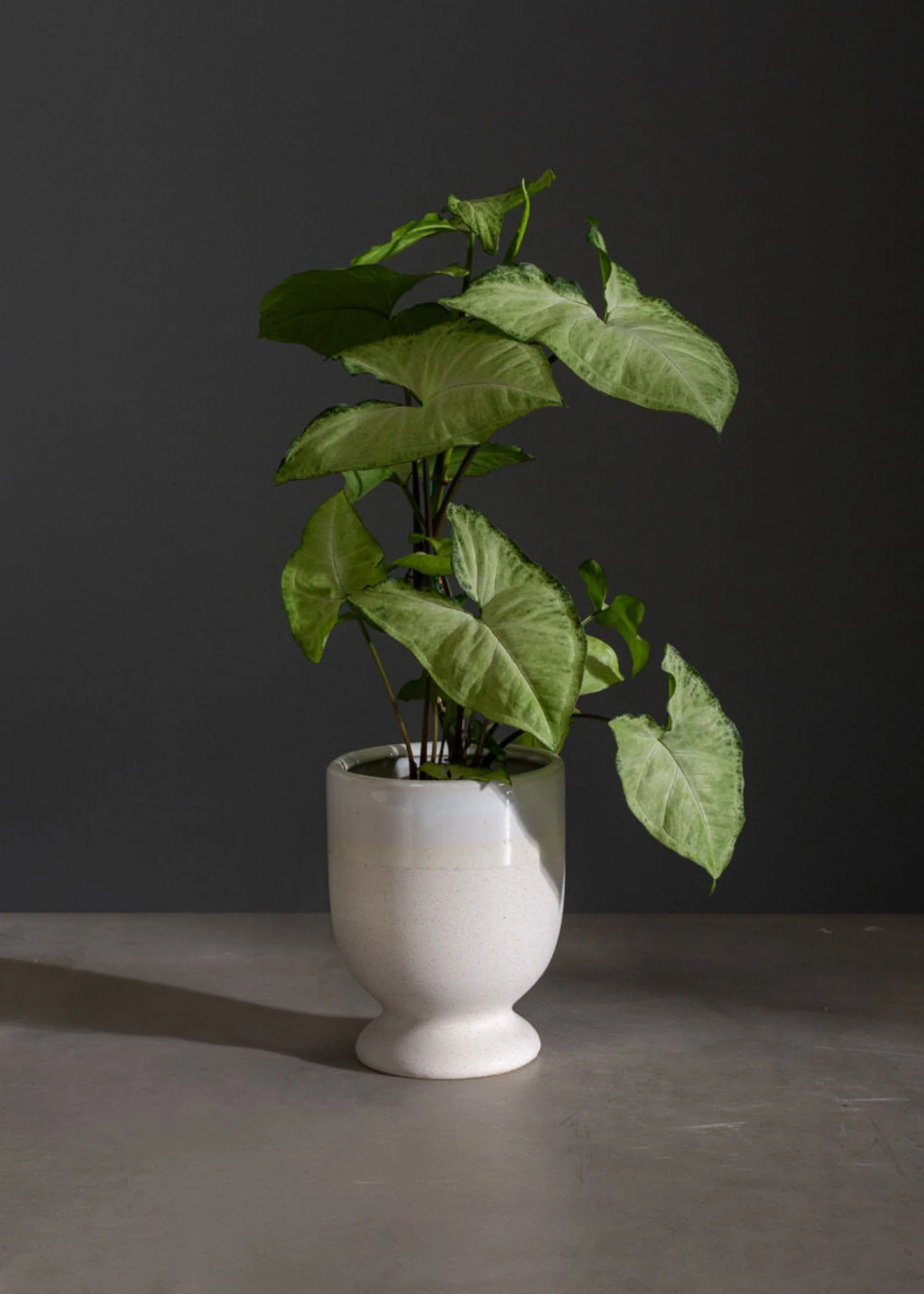 Footed Ceramic Laney Vase in Speckled White - 6.5" - Image 2