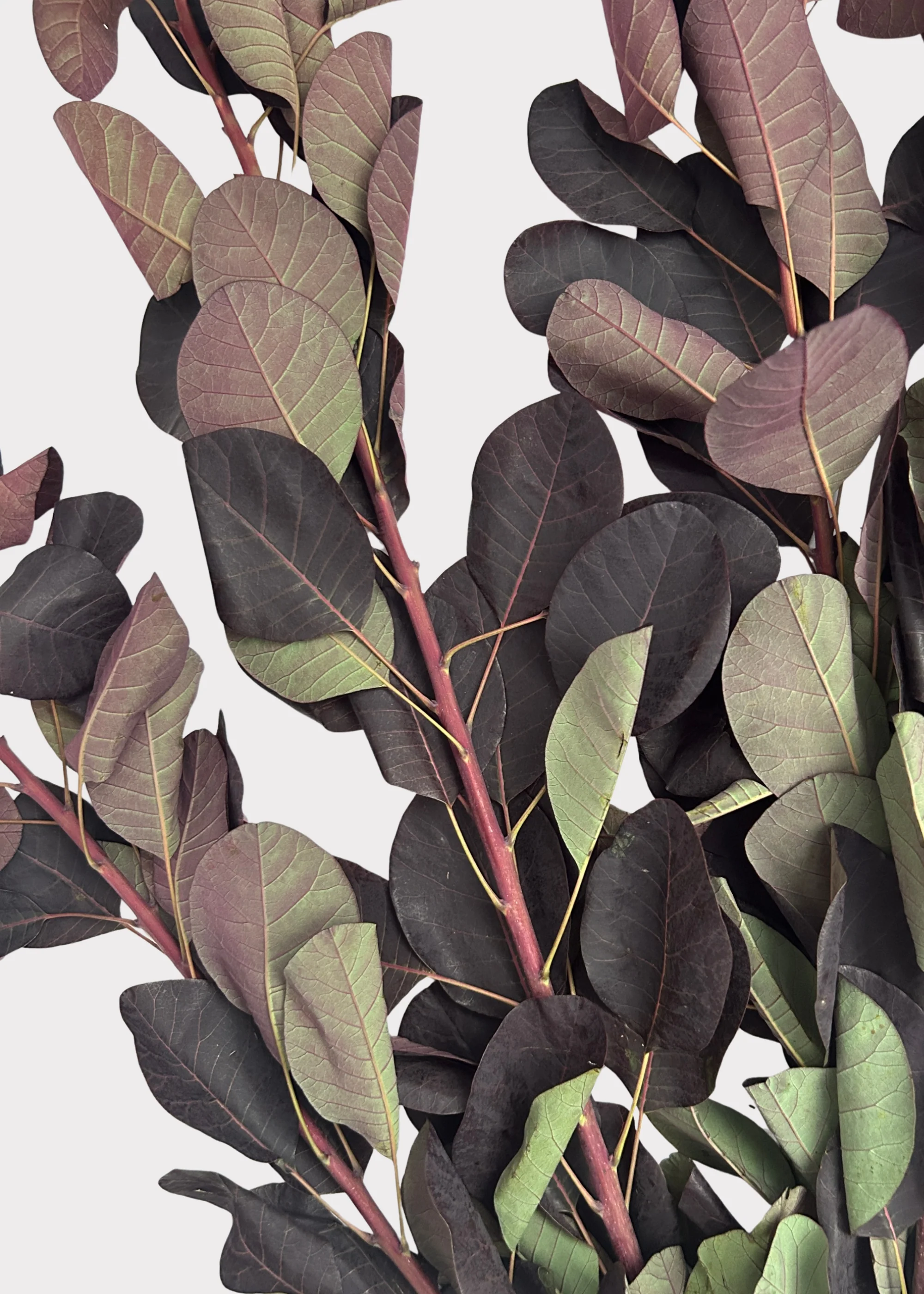 FRESH Cotinus Smokebush Fall Leaf Bunch in Brown - 18" - Image 3