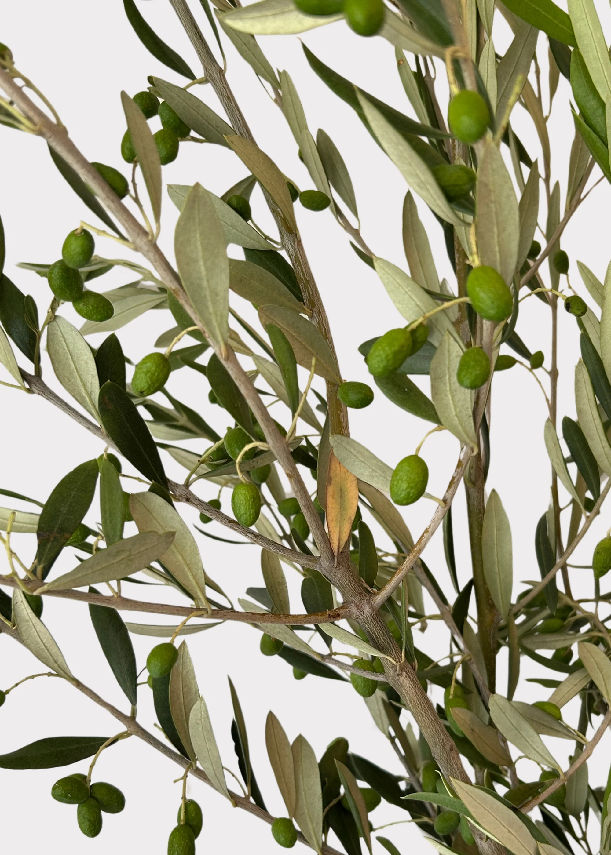 FRESH Large Olive Leaf Branches - 48-60" - Image 3