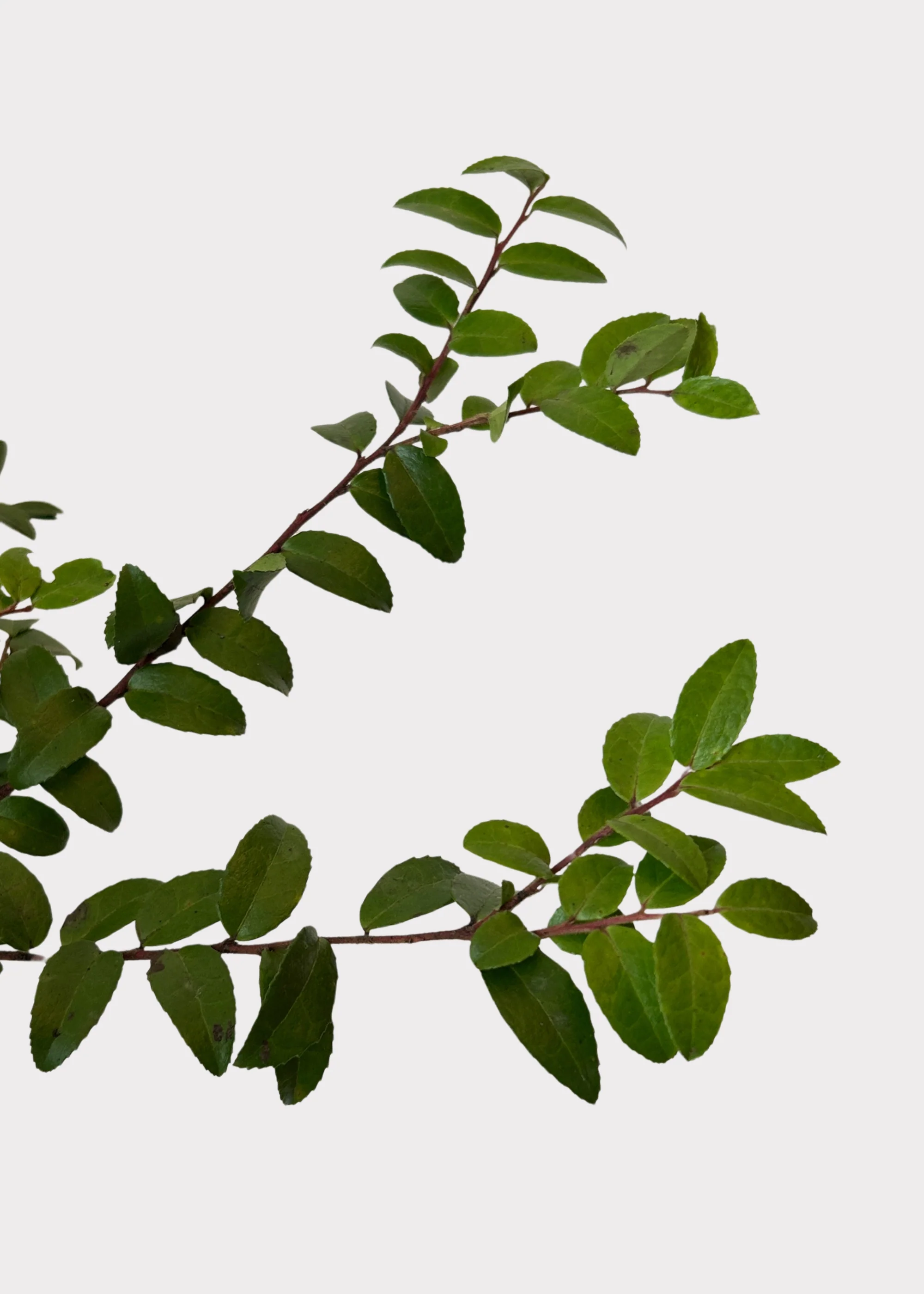 FRESH Huckleberry Foliage Branches in Green - 12-18" - Image 3