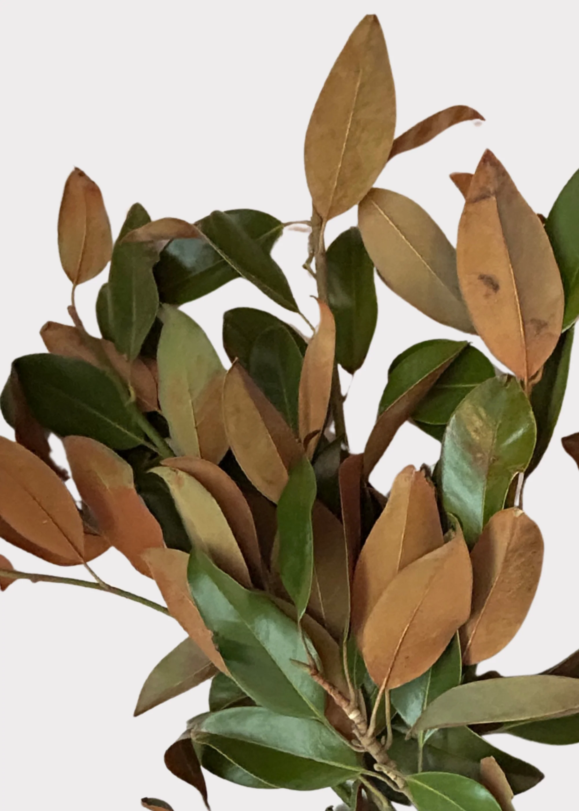 FRESH Magnolia Foliage Branches - 48" - Image 3