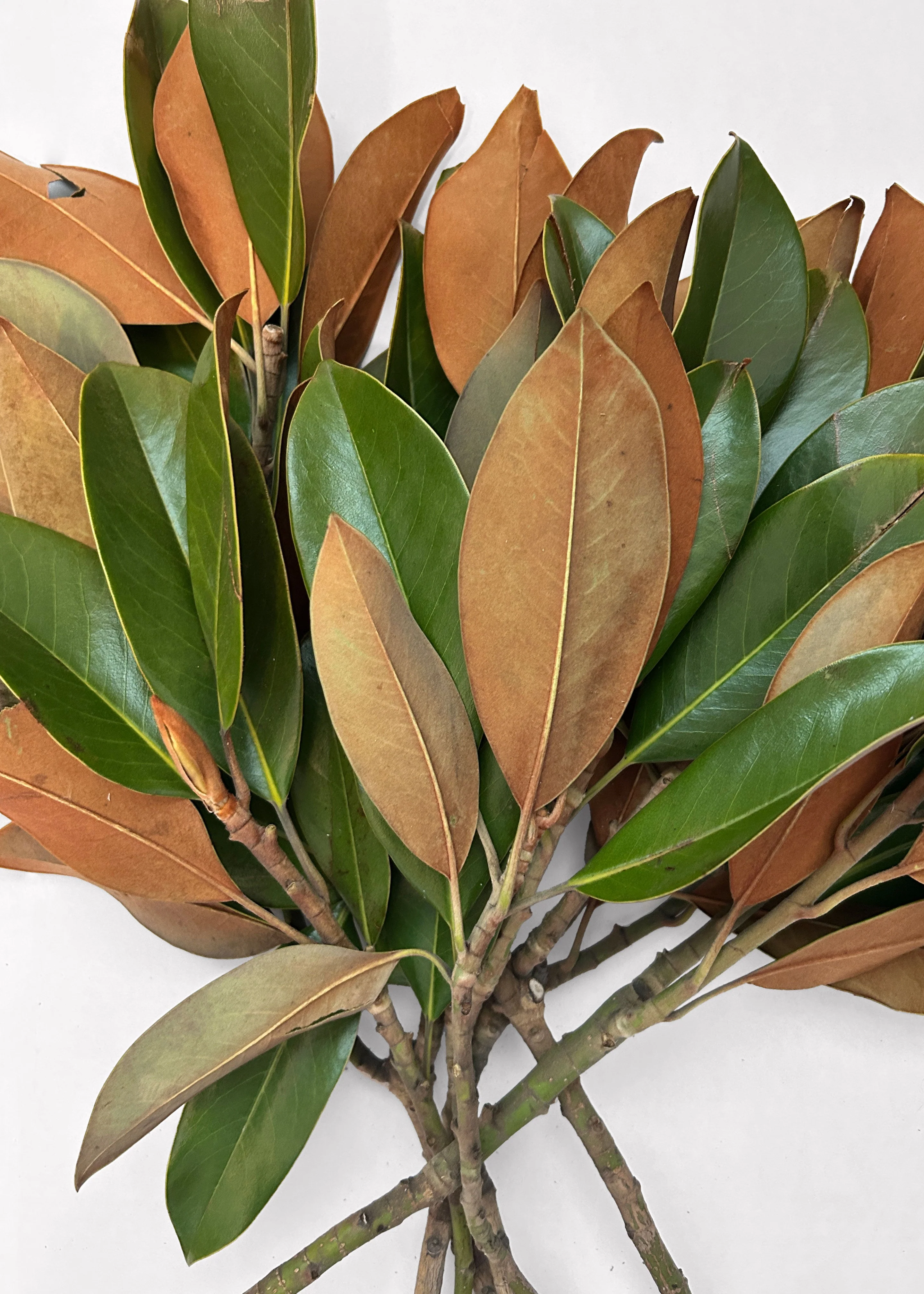 FRESH Magnolia Leaf Bunch - 12-18" - Image 3
