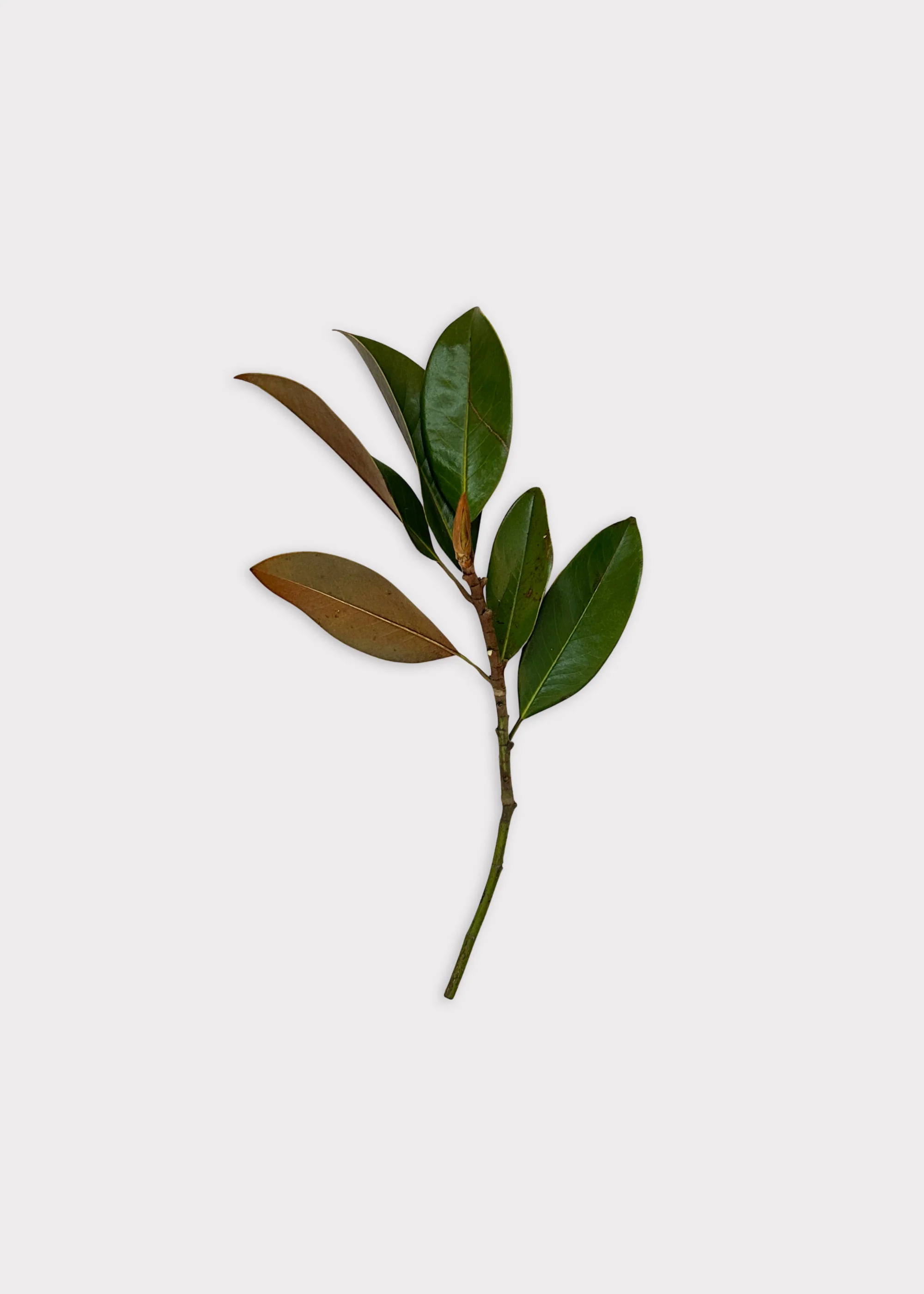 FRESH Magnolia Leaf Bunch - 12-18" - Image 4