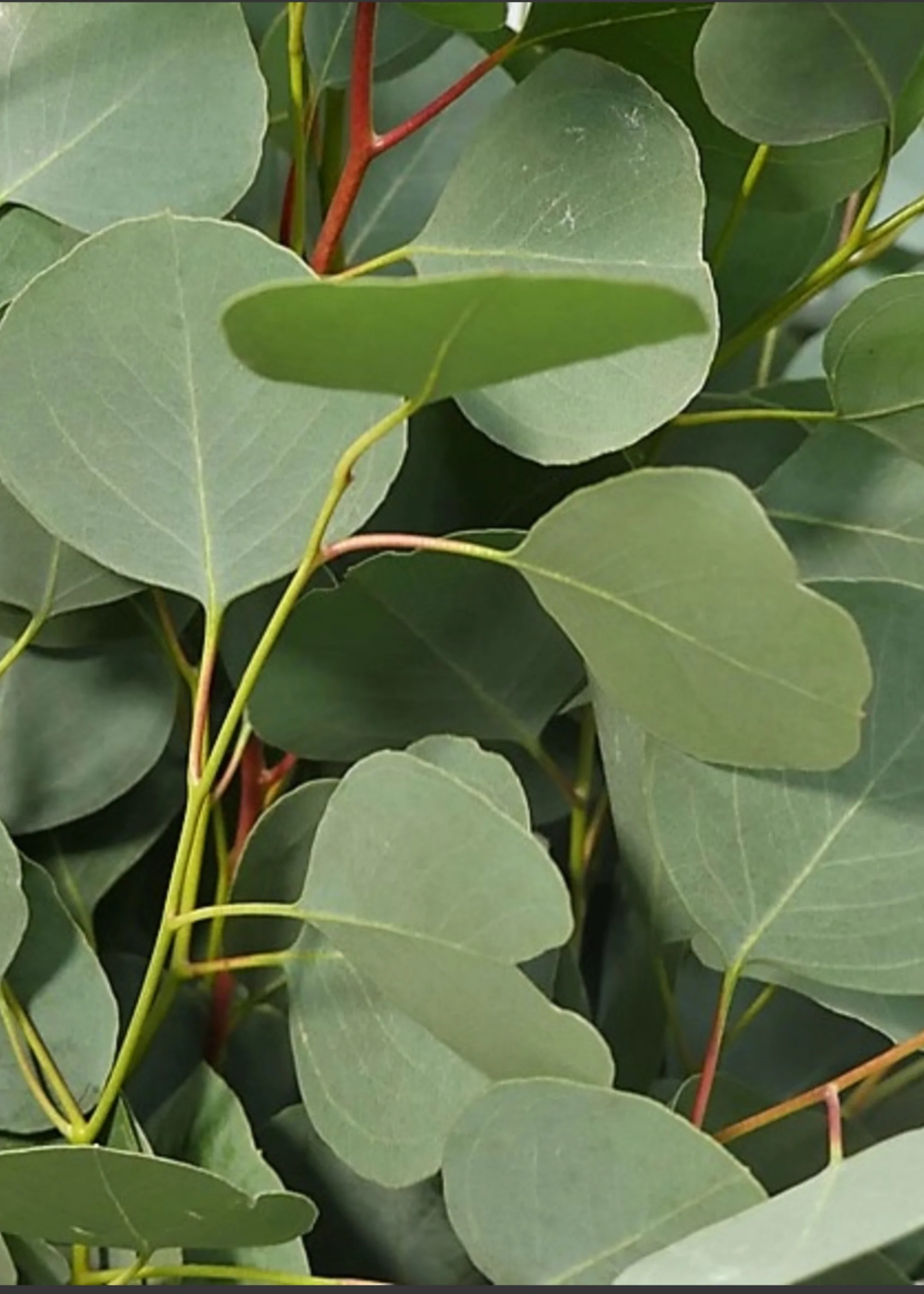 FRESH Silver Dollar Eucalyptus Leaf Bunch - 18" - Image 3