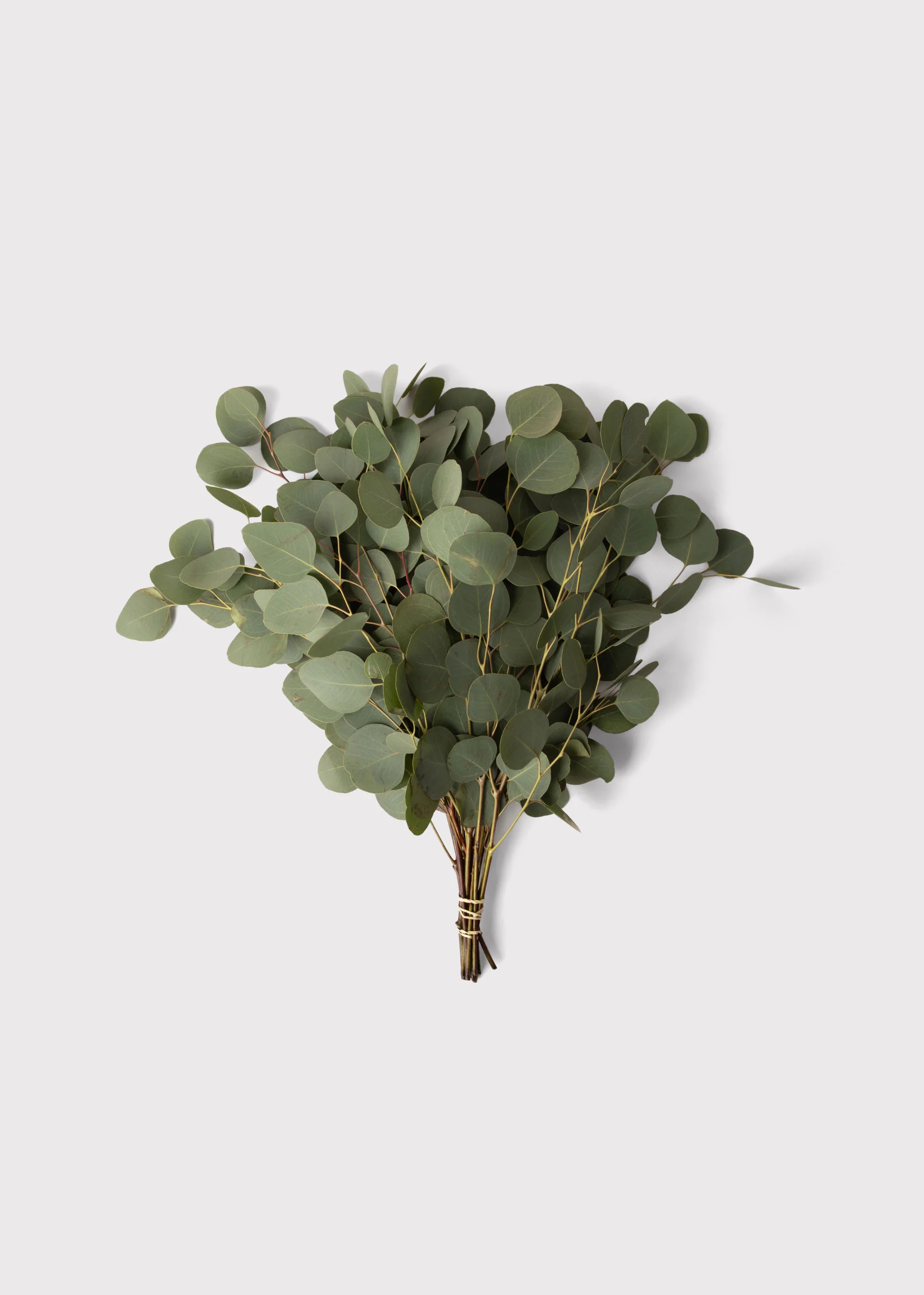 FRESH Silver Dollar Eucalyptus Leaf Bunch - 18" - Image 4