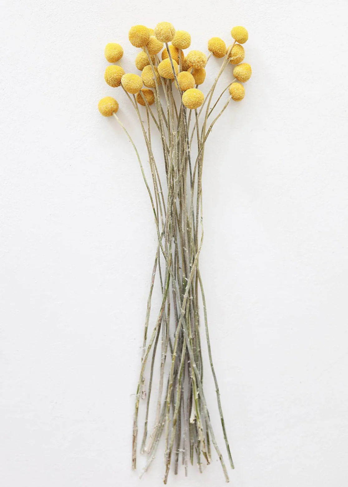 Bundle of 25 Dried Craspedia Billy Buttons - 18-26" - Image 2