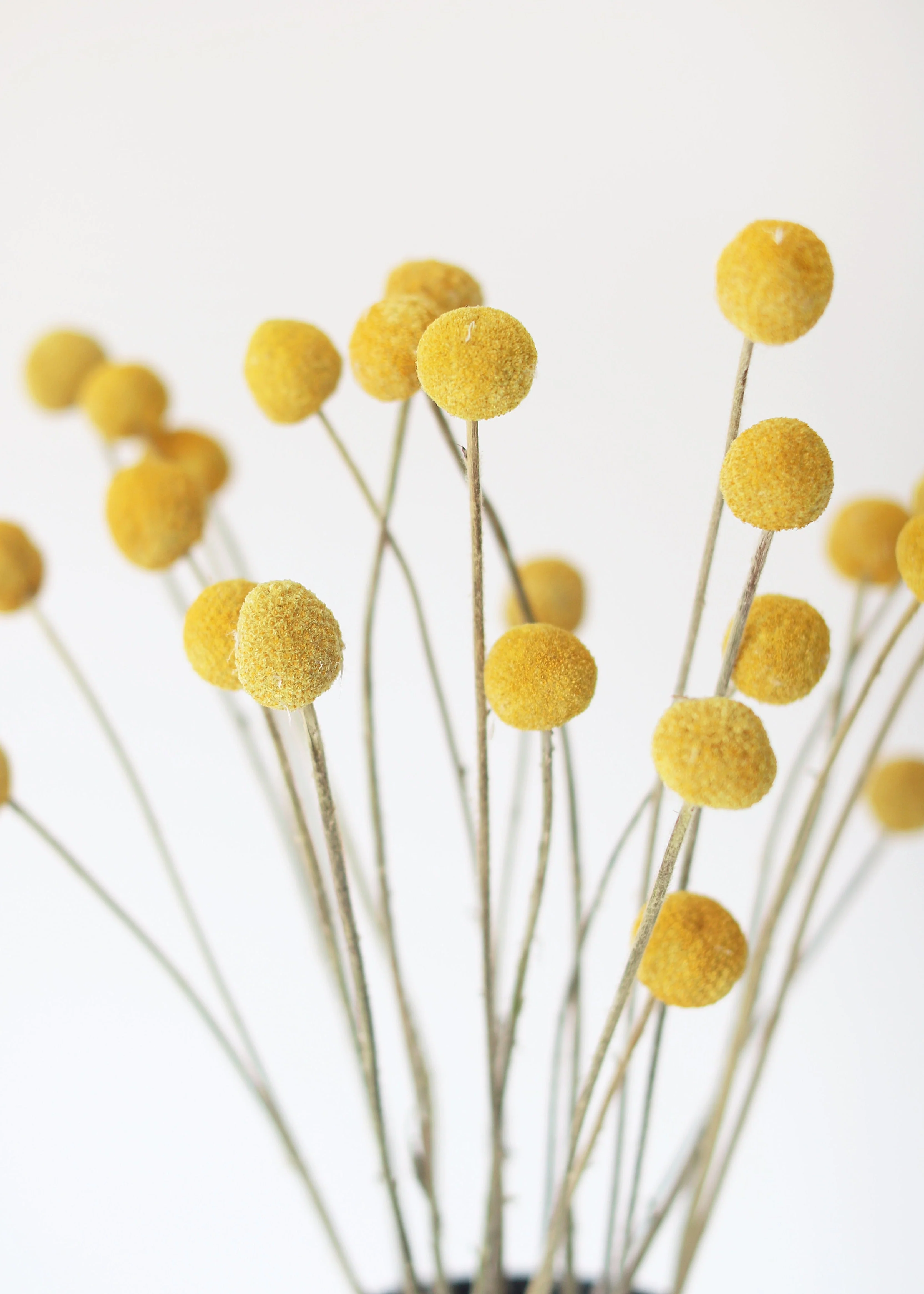 Bundle of 25 Dried Craspedia Billy Buttons - 18-26" - Image 4