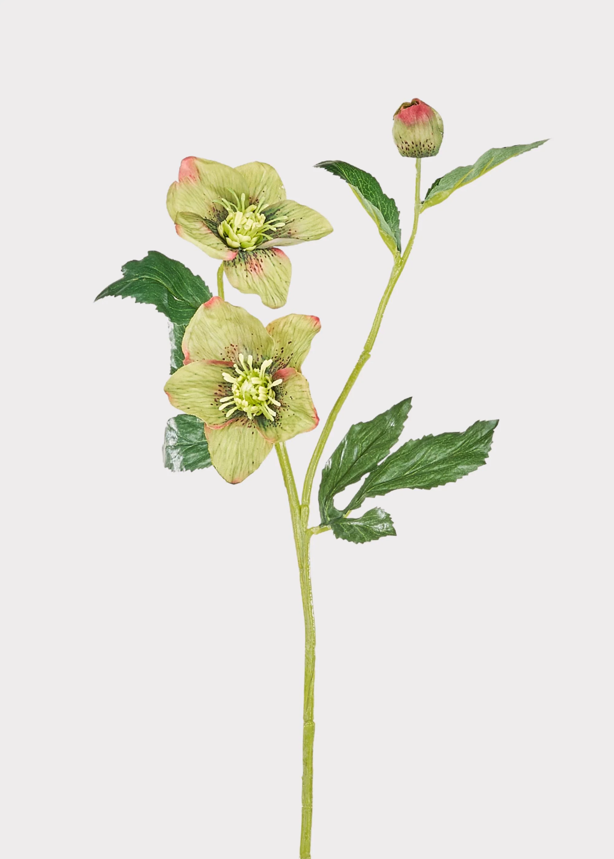 Green Burgundy Artificial Helleborus Flower - 22"