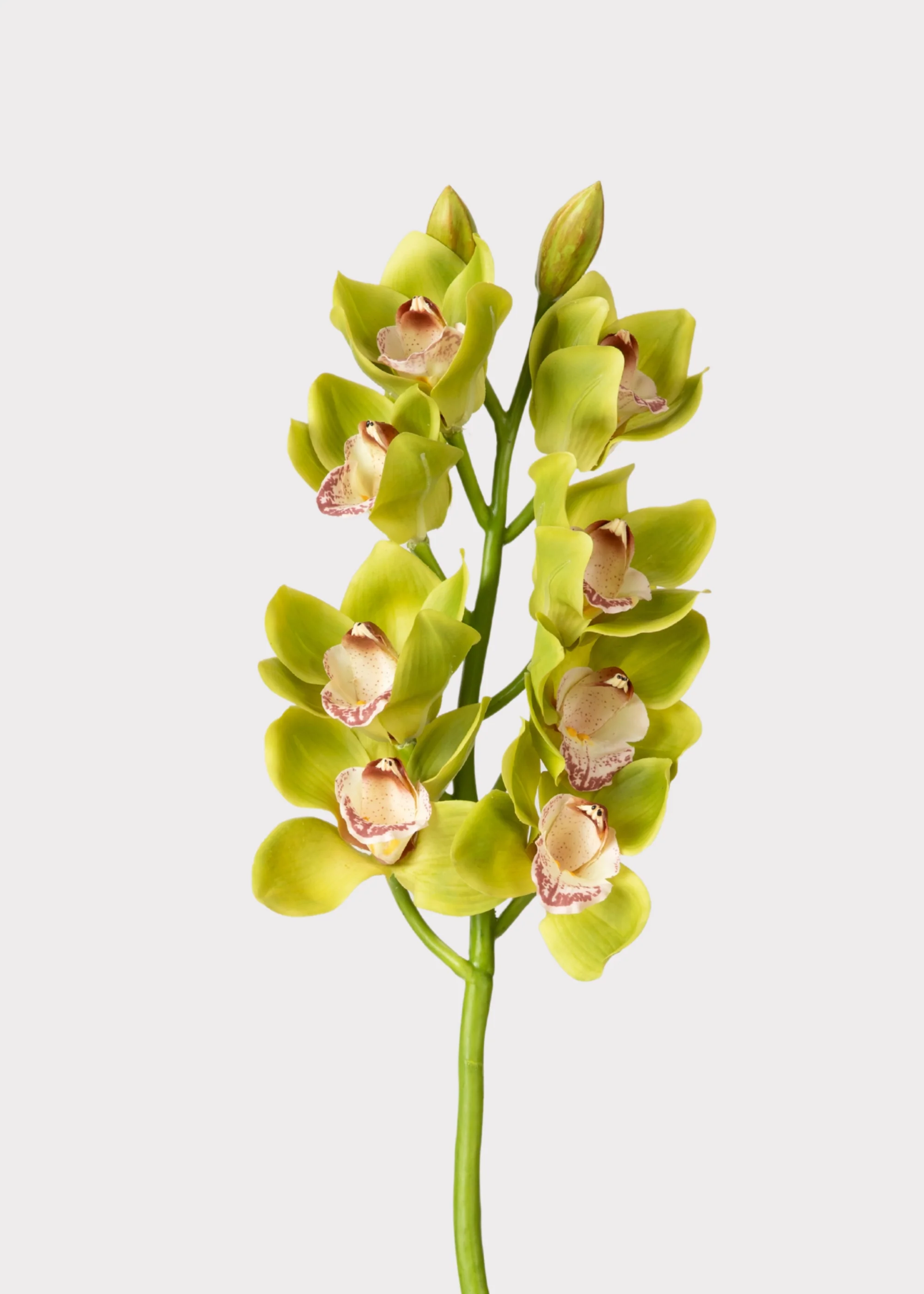 Green Burgundy Faux Cymbidium Orchids - 28.5"