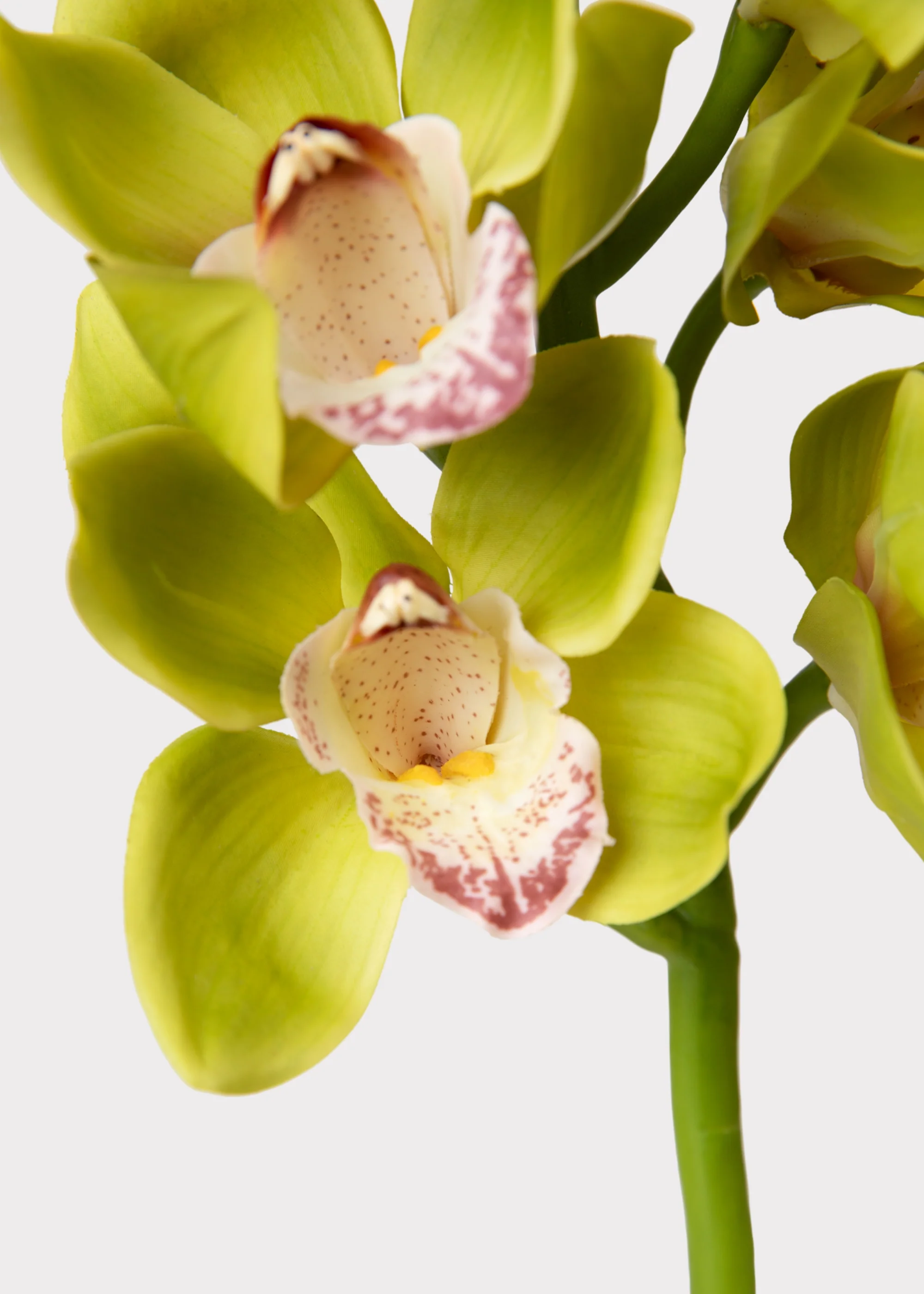 Green Burgundy Faux Cymbidium Orchids - 28.5" - Image 3