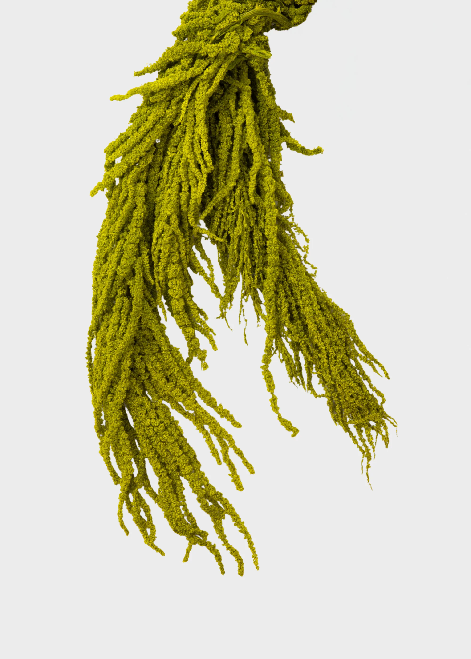 Green Preserved Hanging Amaranthus Flowers - 32-40" - Image 4