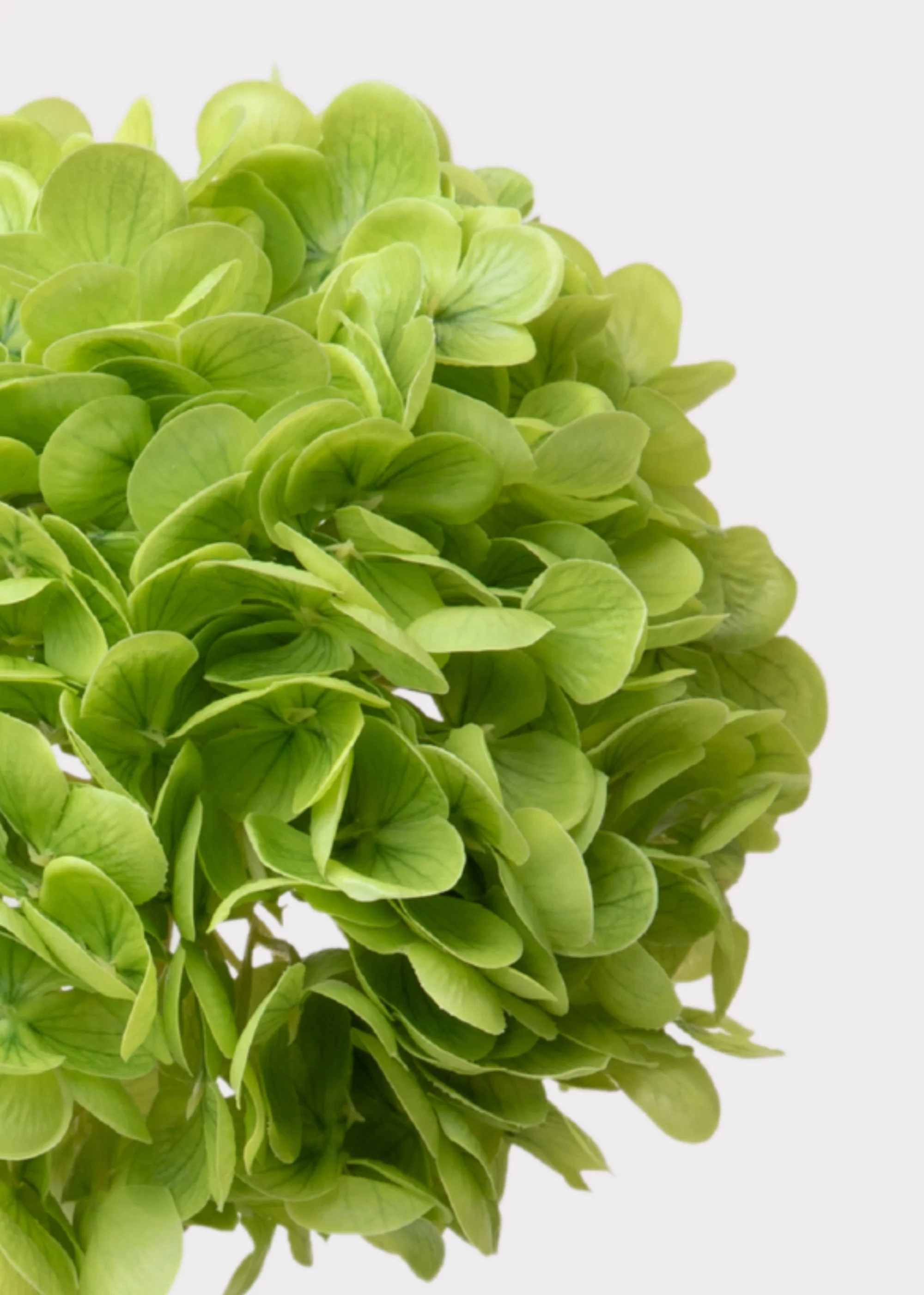 Hydrangea Real Touch Fake Flower in Green - 18.5" - Image 3
