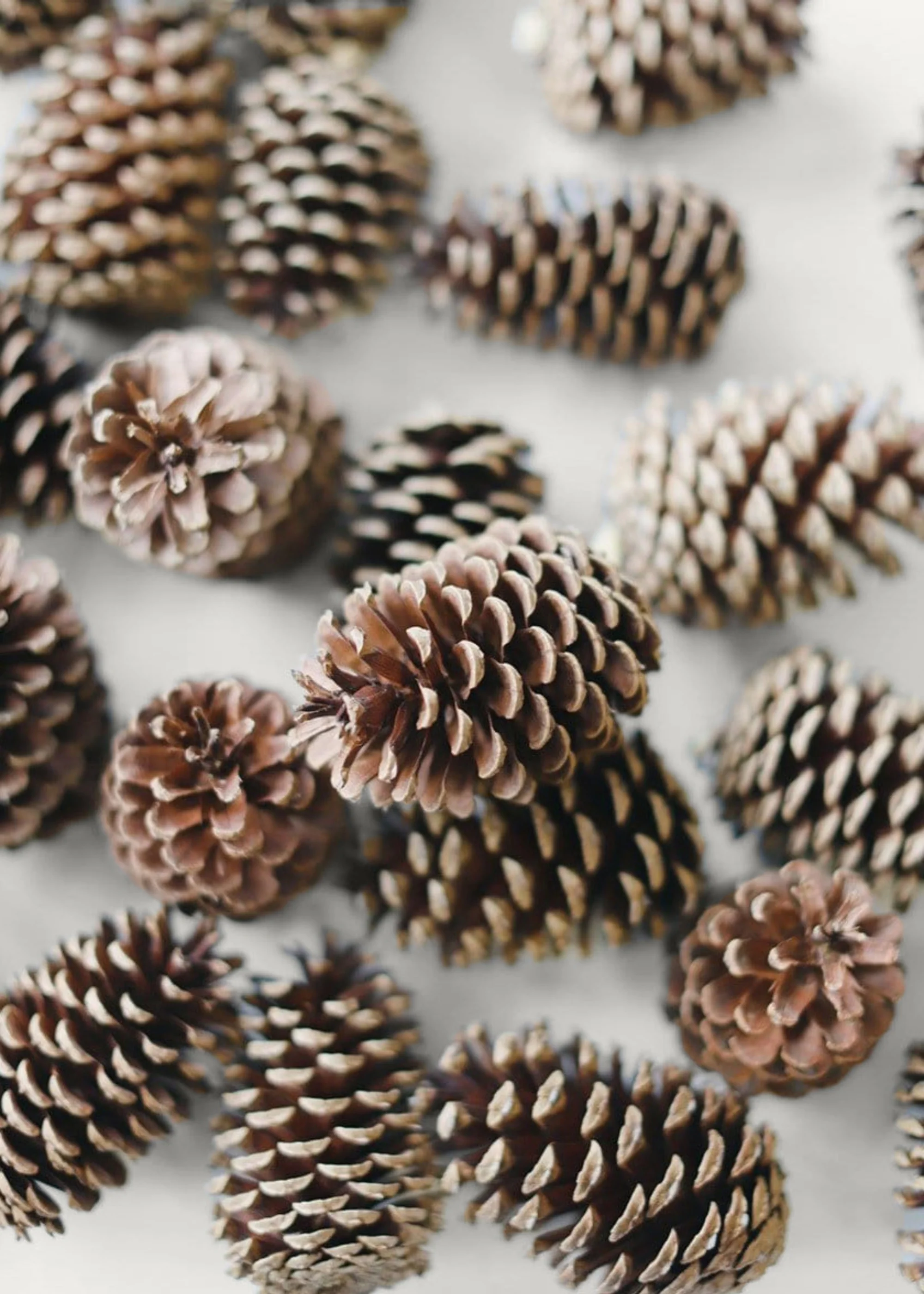 Box of 100 Natural Pine Cones - 2-6" - Image 3
