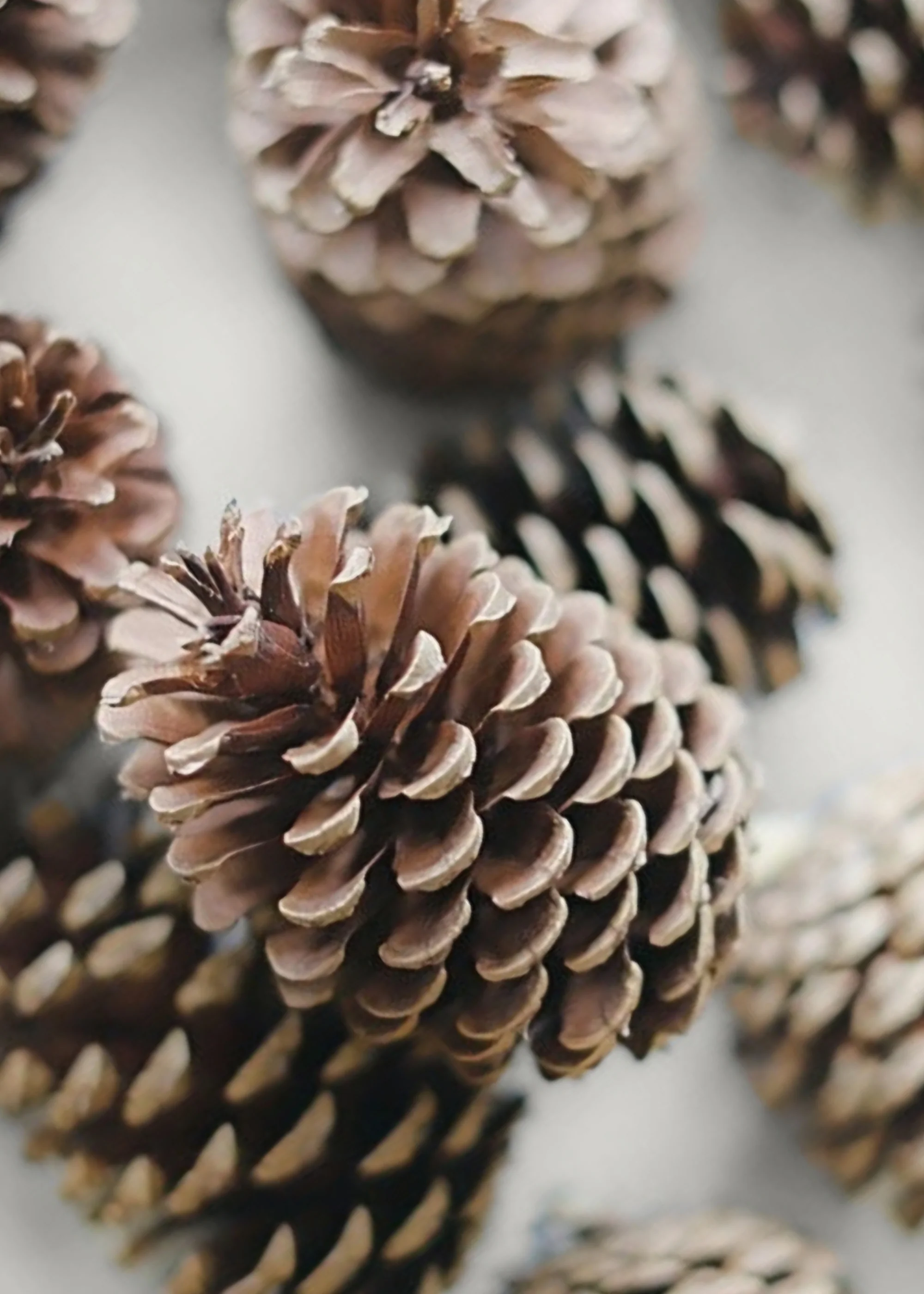 Box of 100 Natural Pine Cones - 2-6" - Image 4