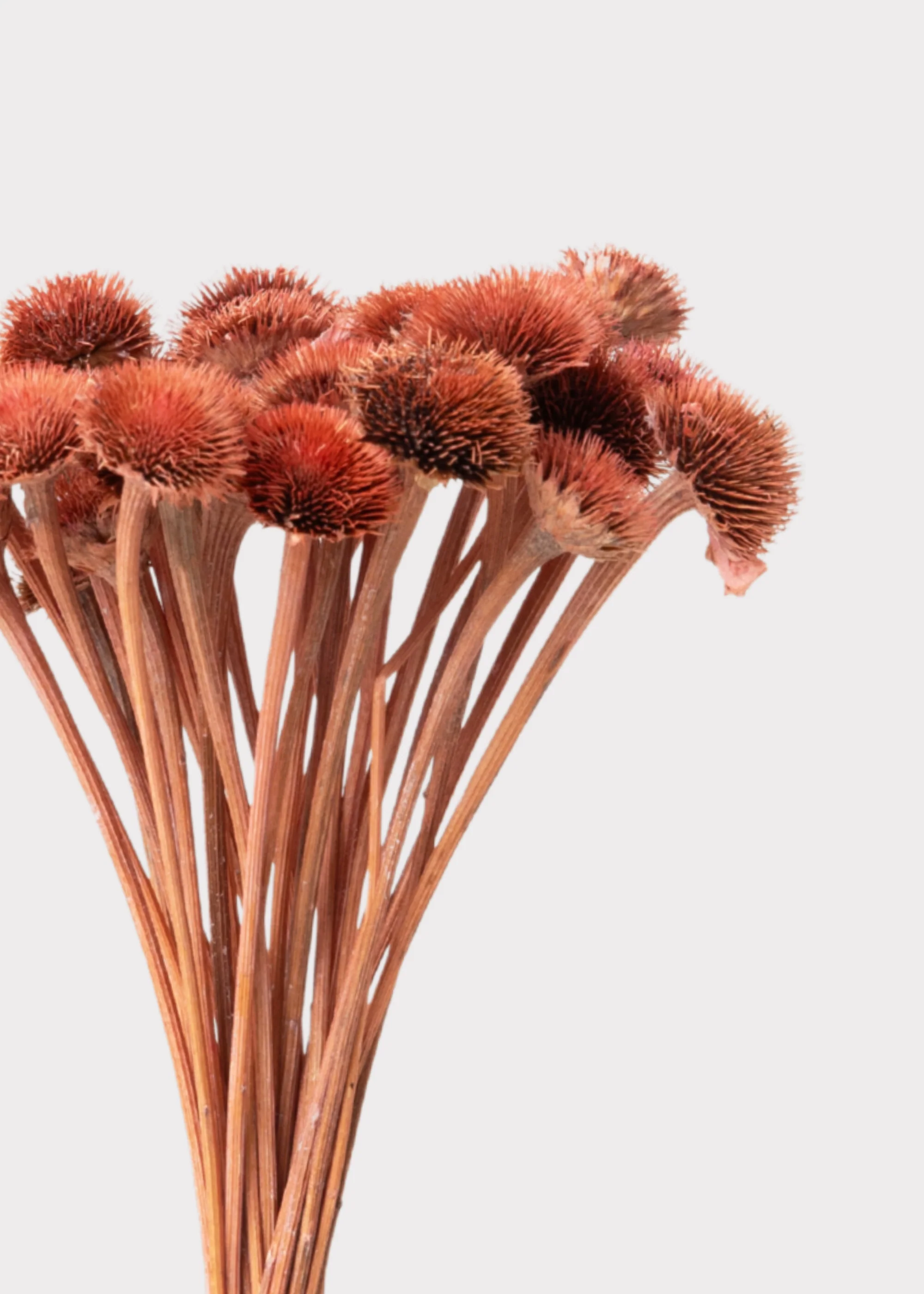 Mini Daisy Wildflower Dried Flower Bouquet in Pink - 7" - Image 2