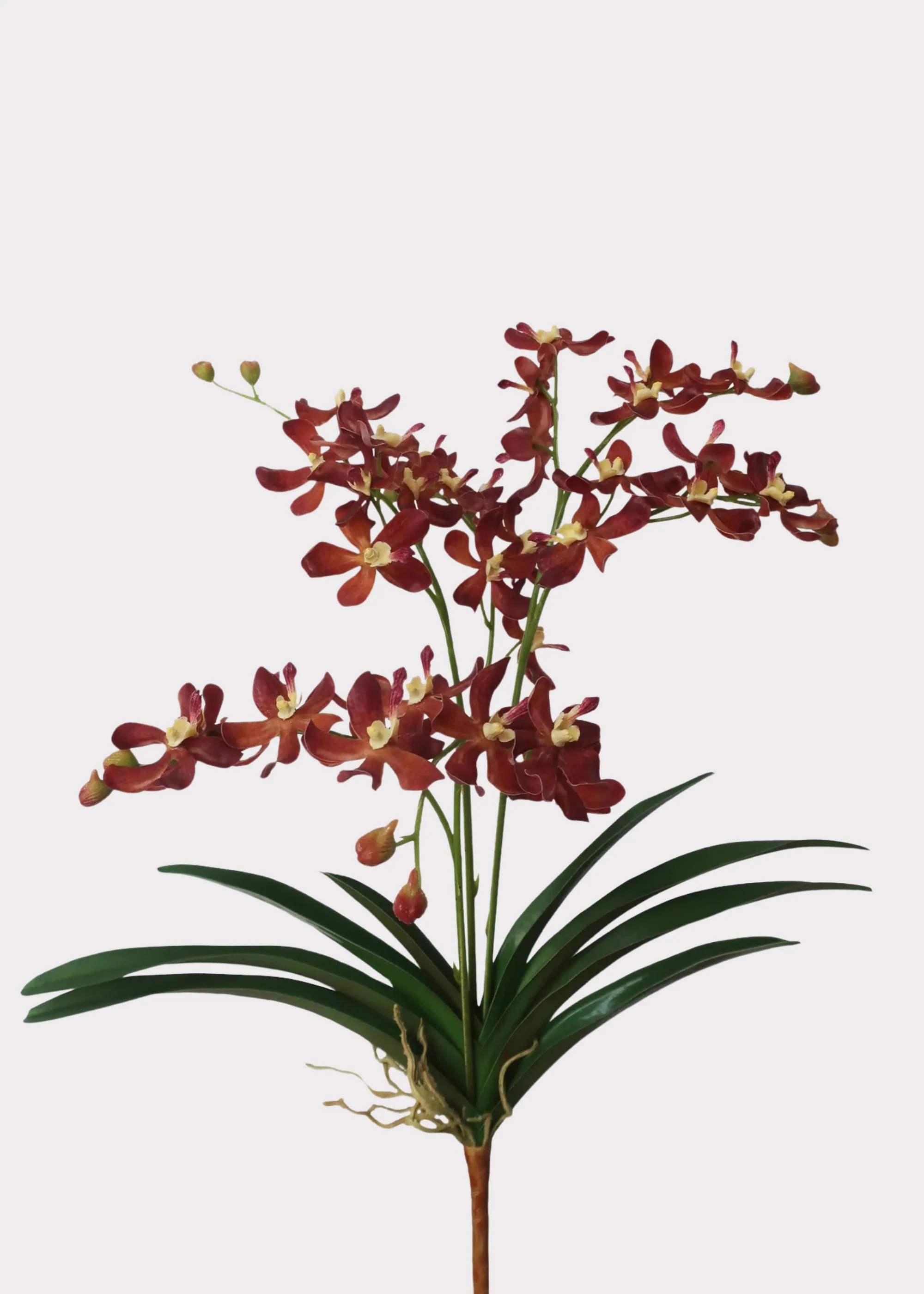 Mocha Brown Faux Blooming Vanda Orchid Plant - 25"