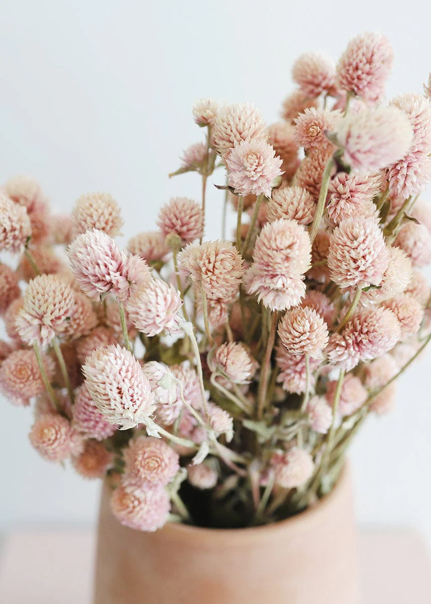 Air-Dried Globe Amaranth in Pink - 14-18" - Image 6