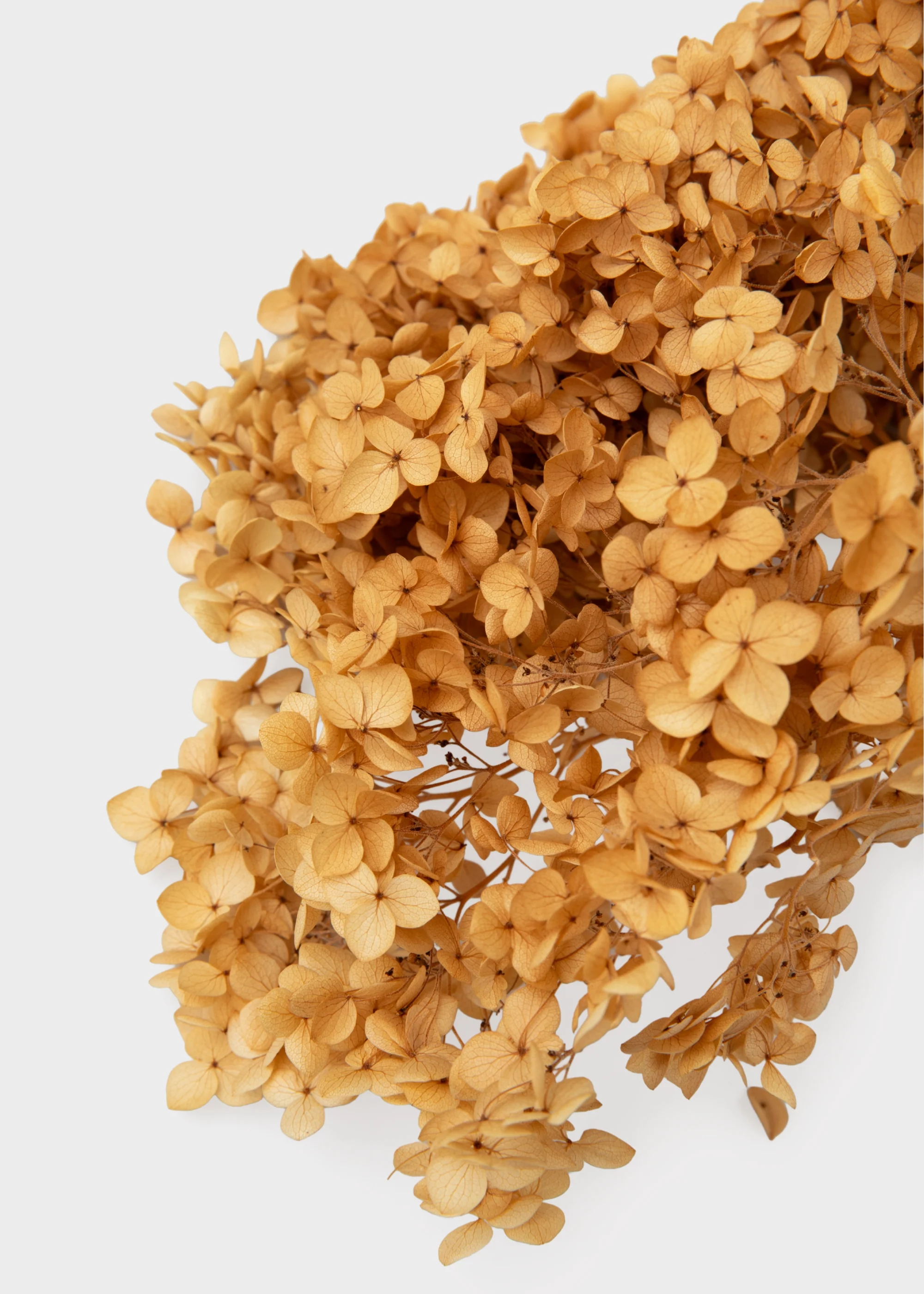 Natural Beige Dried Hydrangea Flower Stem - Image 2