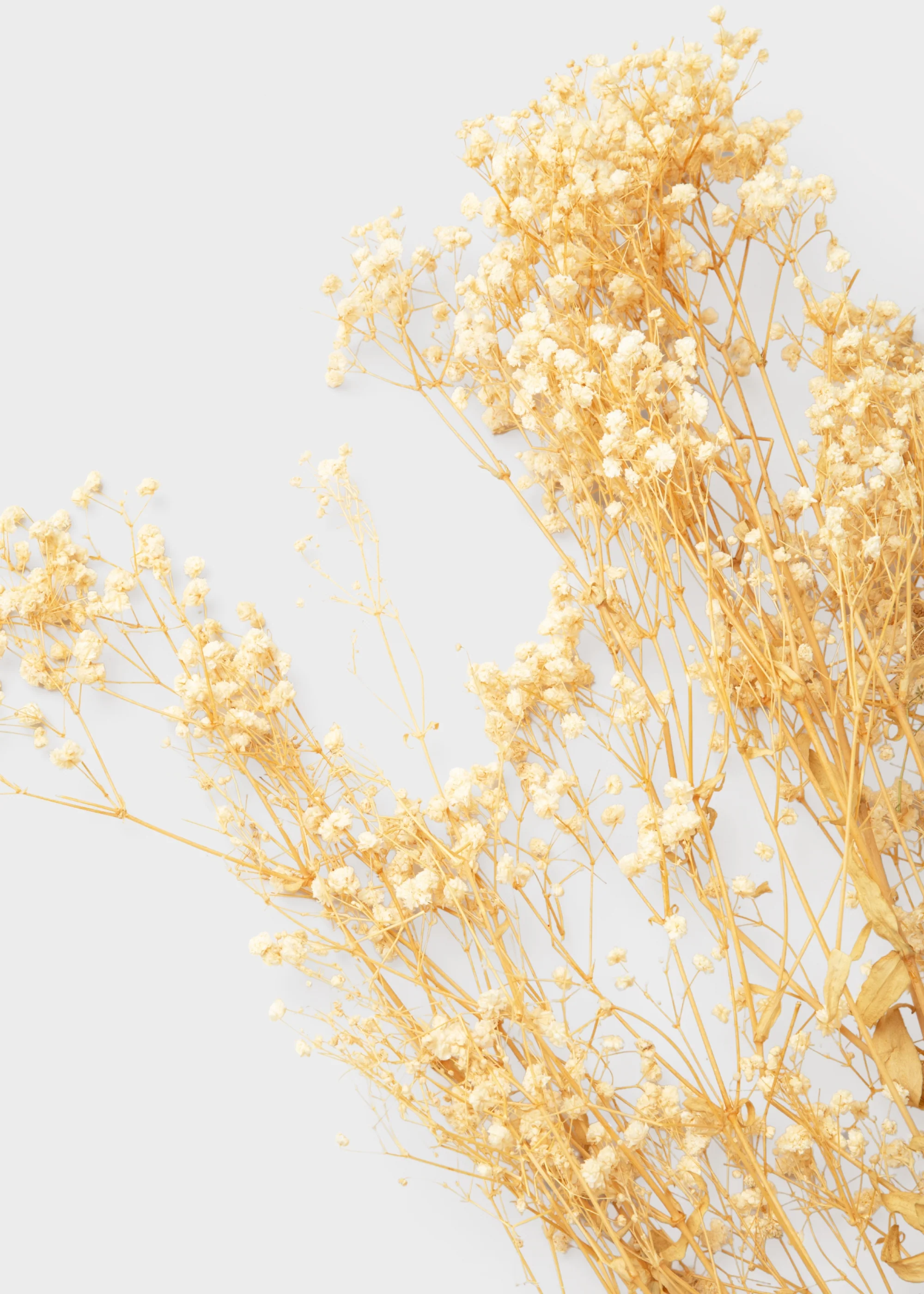 Natural Beige Preserved Gypsophila Flowers - 8.25 oz Bunch - Image 2