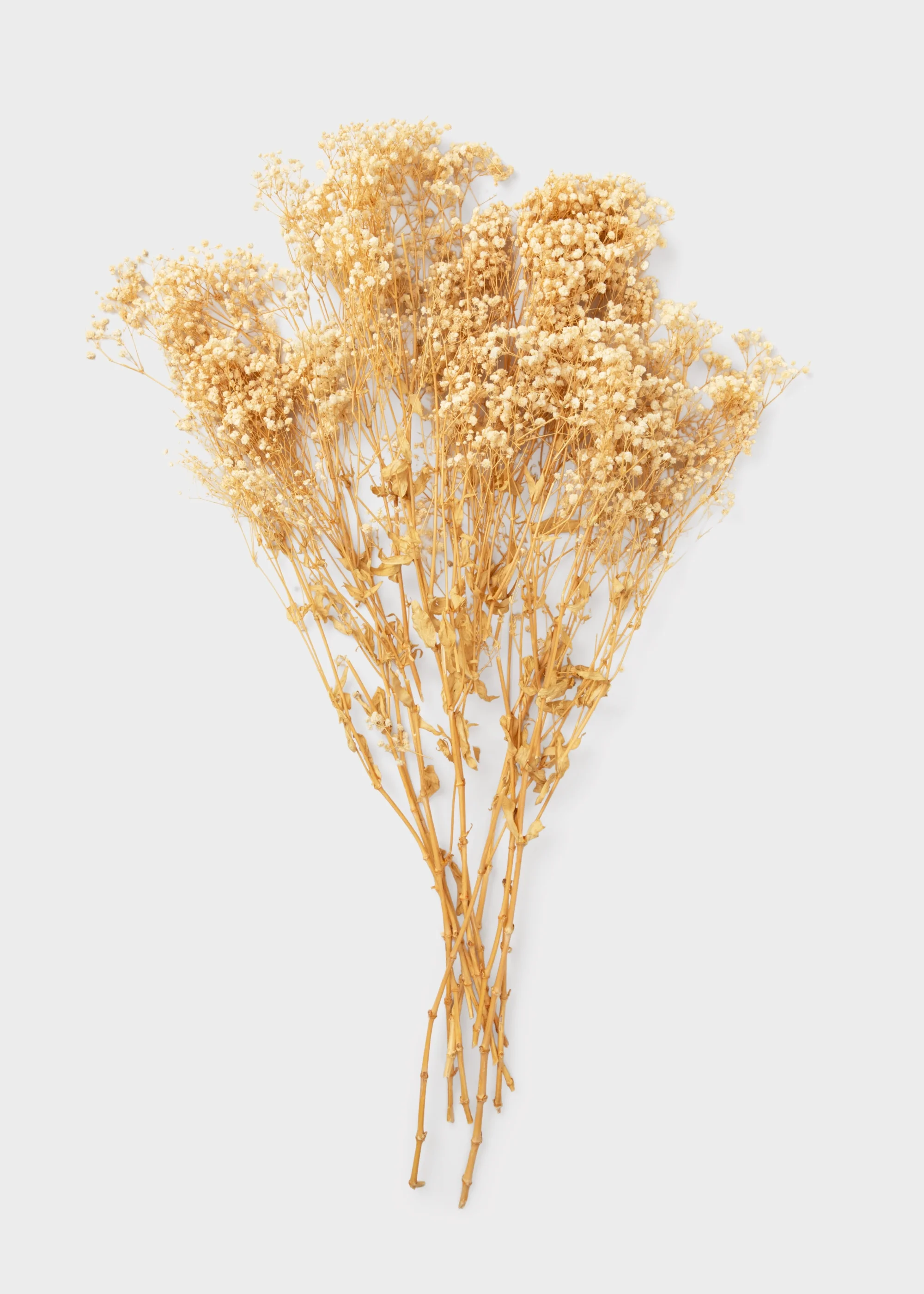 Natural Beige Preserved Gypsophila Flowers - 8.25 oz Bunch - Image 3