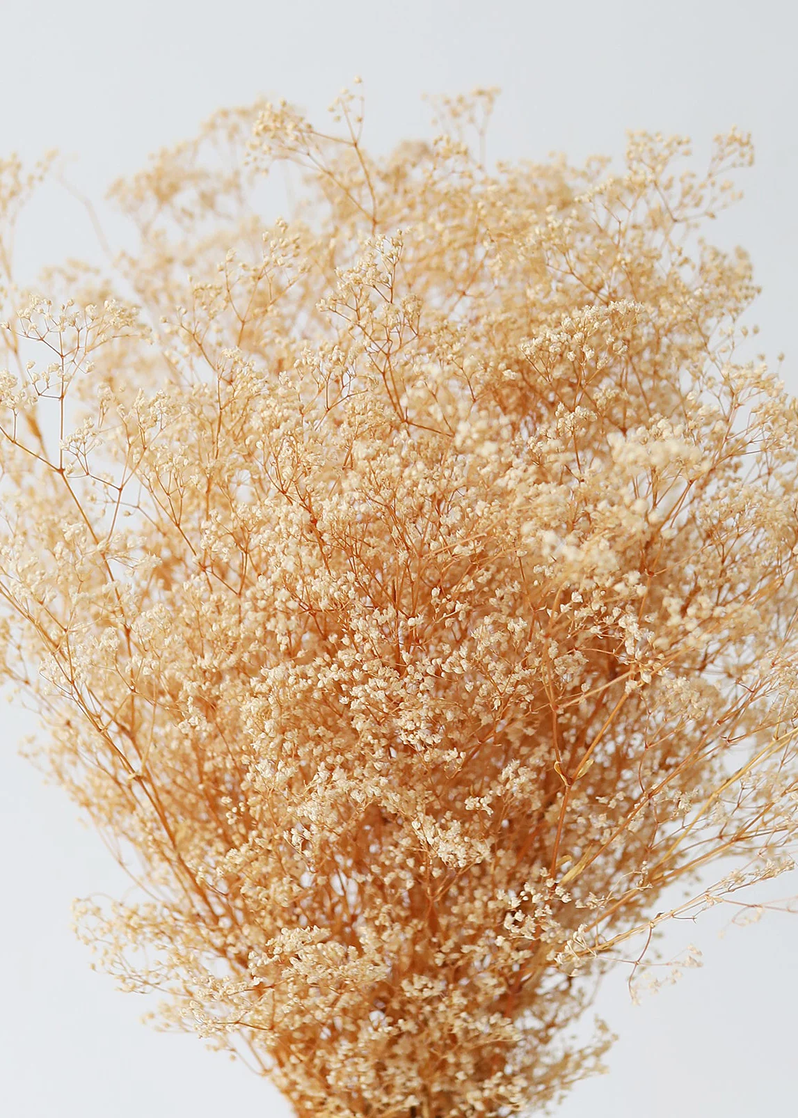Natural Beige Preserved Wild Gypsophila Flower Bunch - 24"