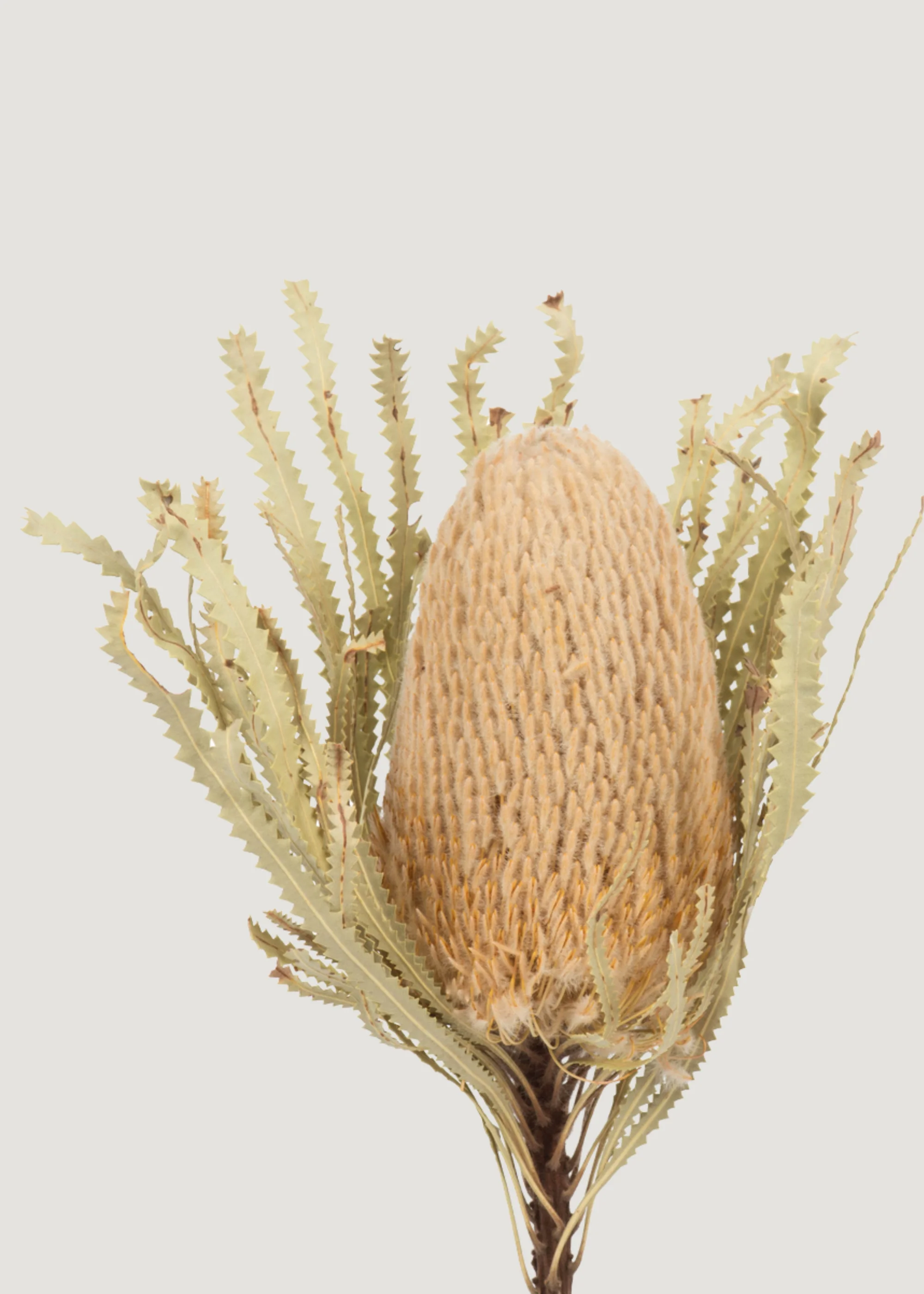 Natural Dried Banksia Hookeriana Flower Bundle of 3 - 12-18" - Image 3