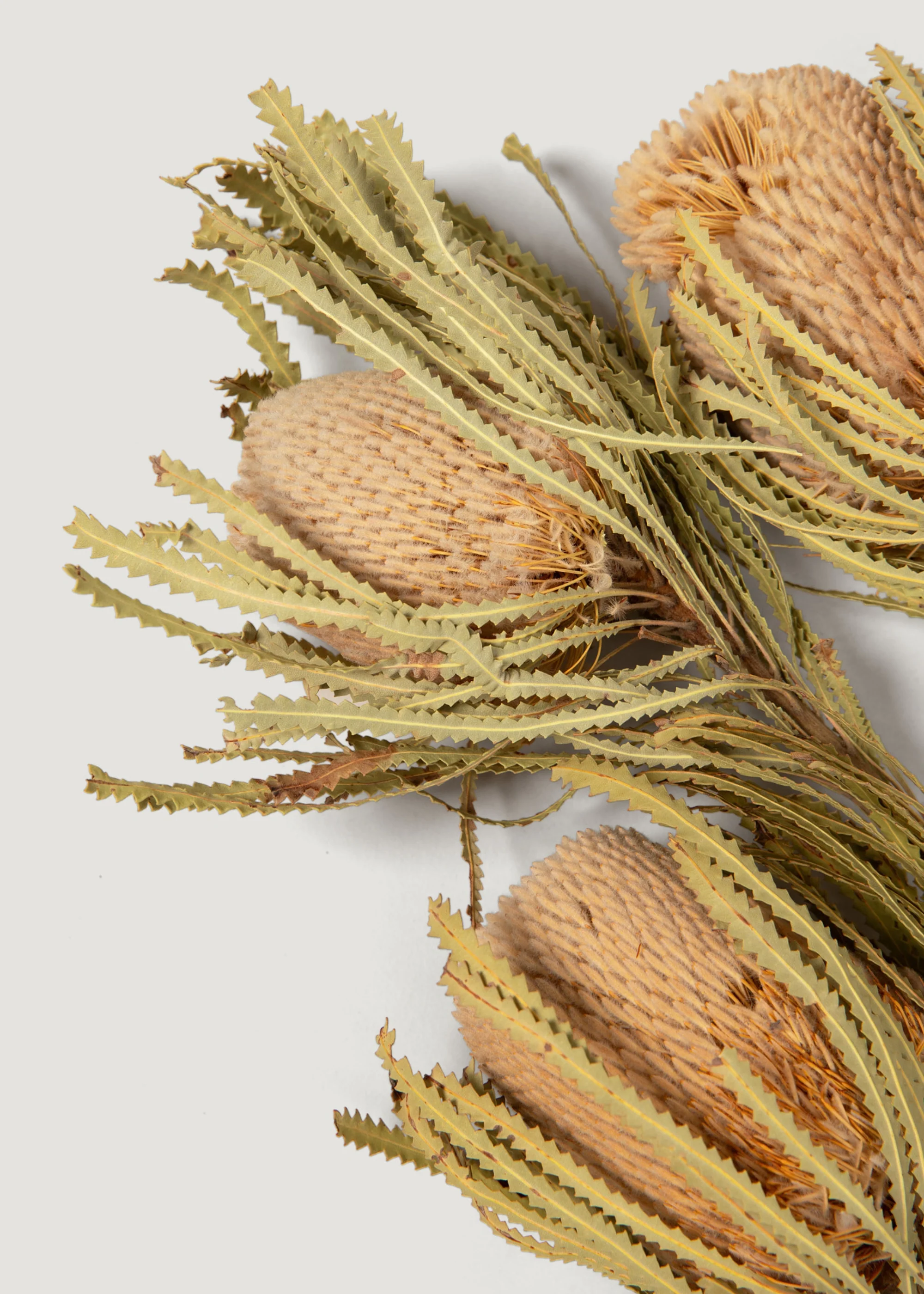Natural Dried Banksia Hookeriana Flower Bundle of 3 - 12-18" - Image 5