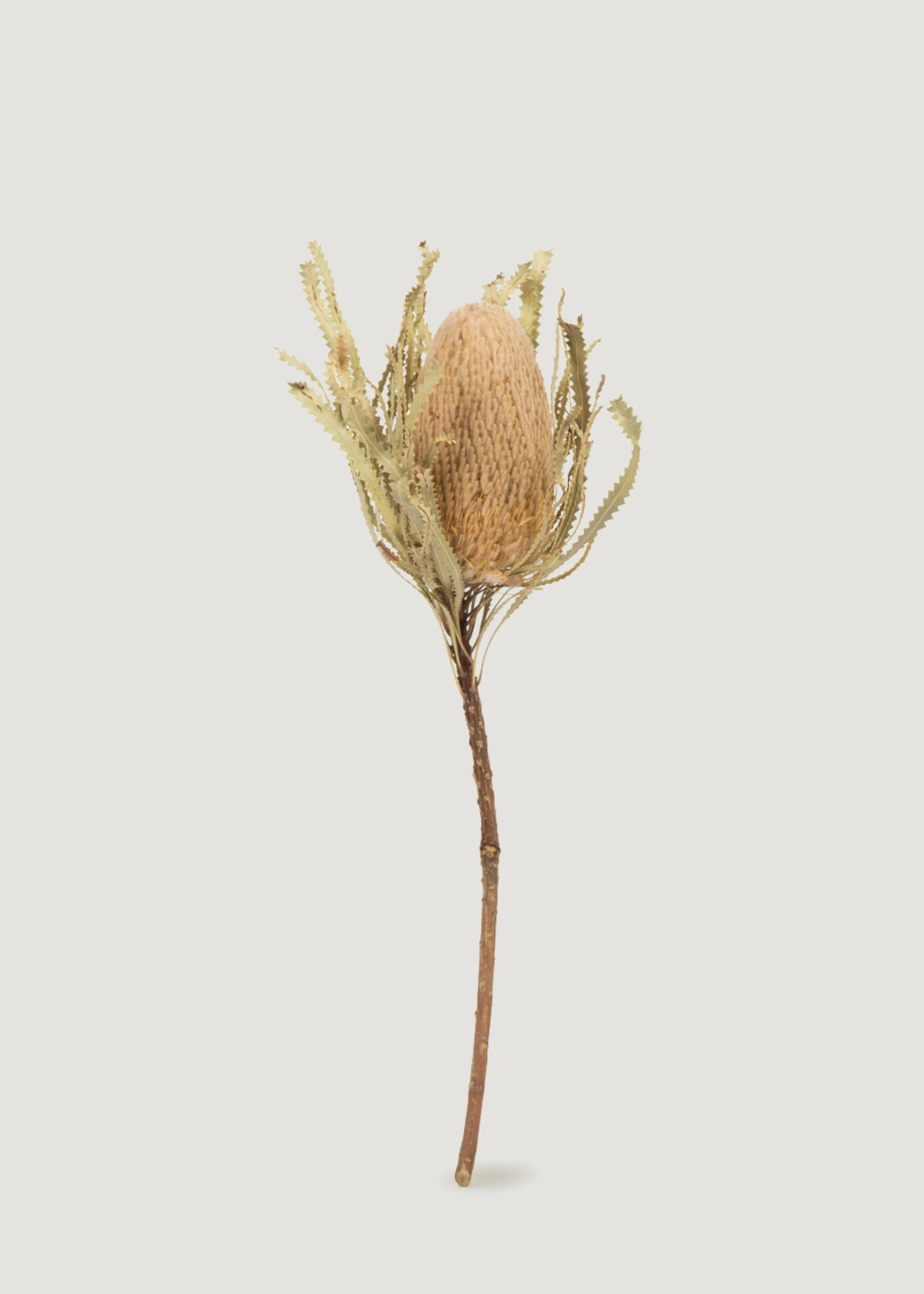 Natural Dried Banksia Hookeriana Flower Bundle of 3 - 12-18" - Image 6