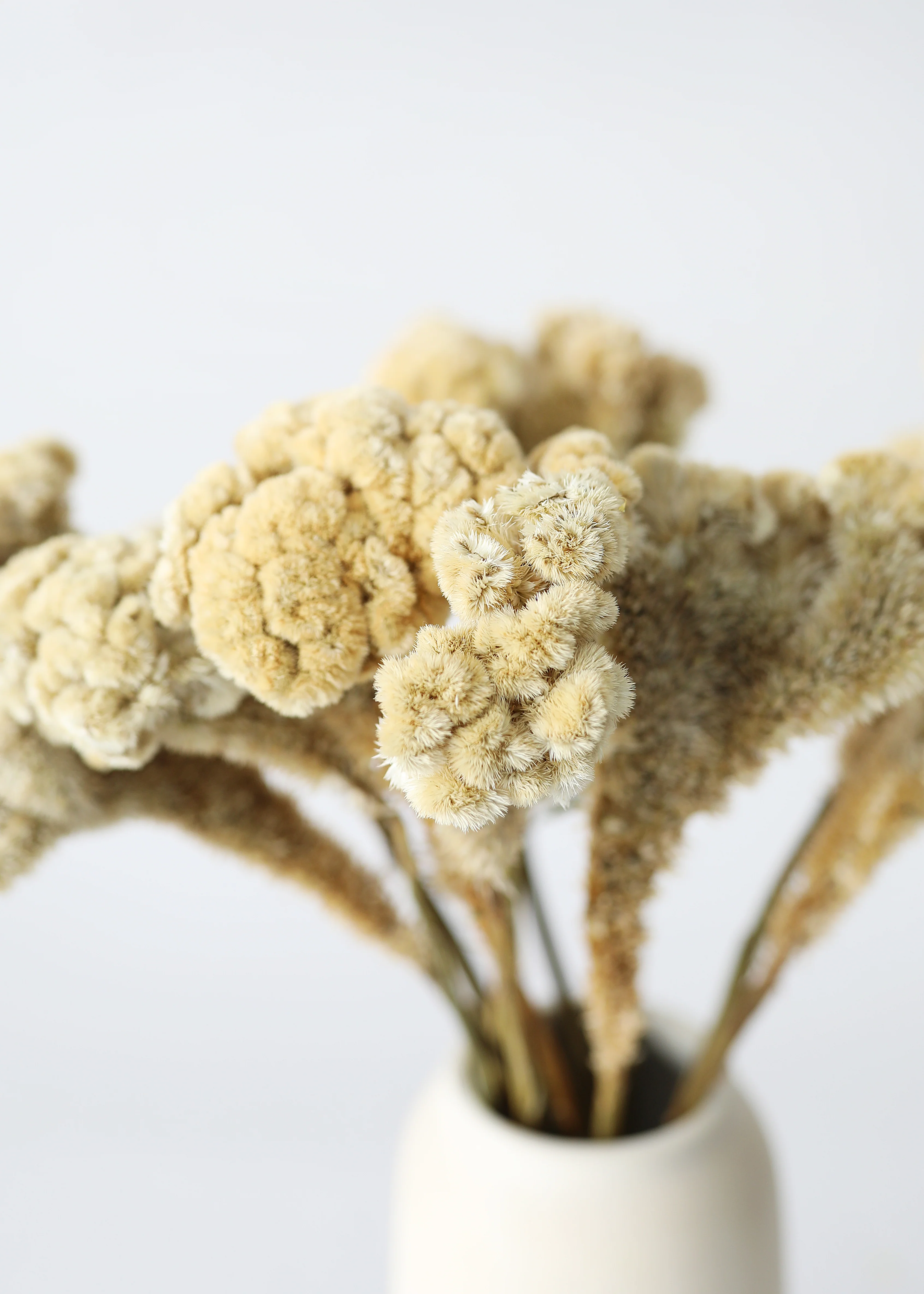 Natural Dried Celosia Flowers in Buff - 4 oz Bunch - Image 4
