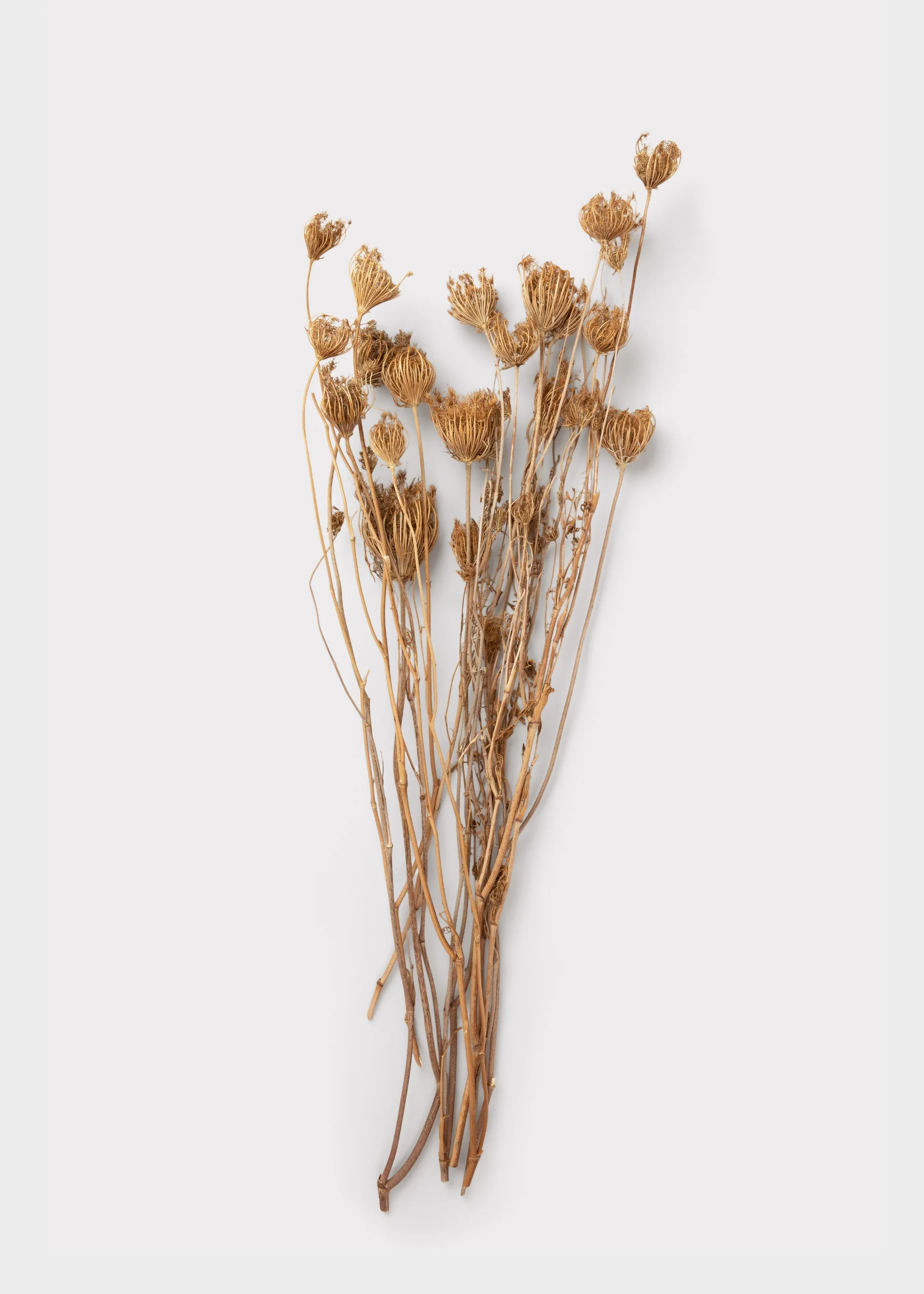 Natural Dried Queen Anne's Lace Flowers - 3.5 oz Bunch - Image 4