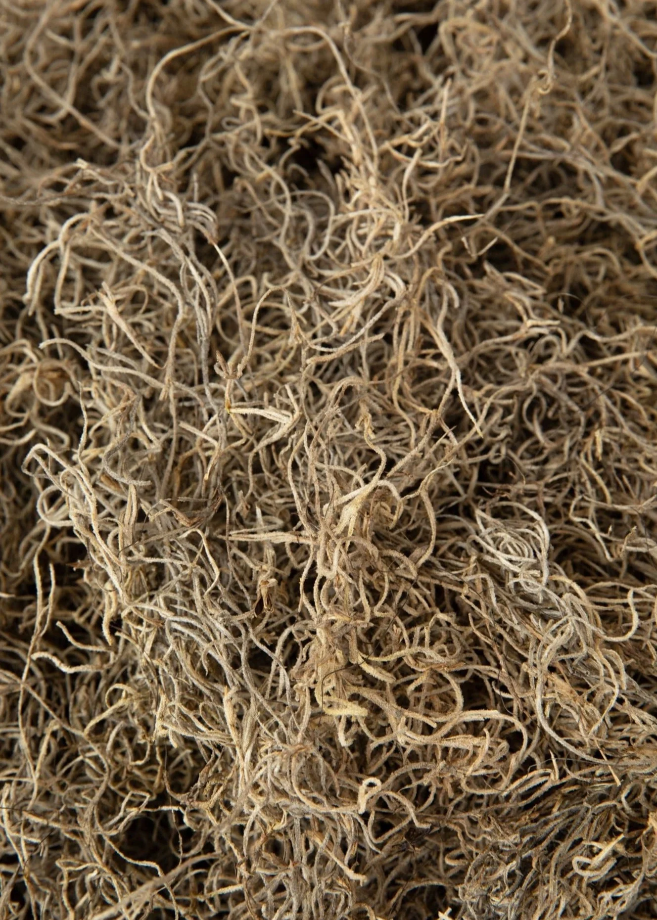 Natural Dried Spanish Moss - Image 4