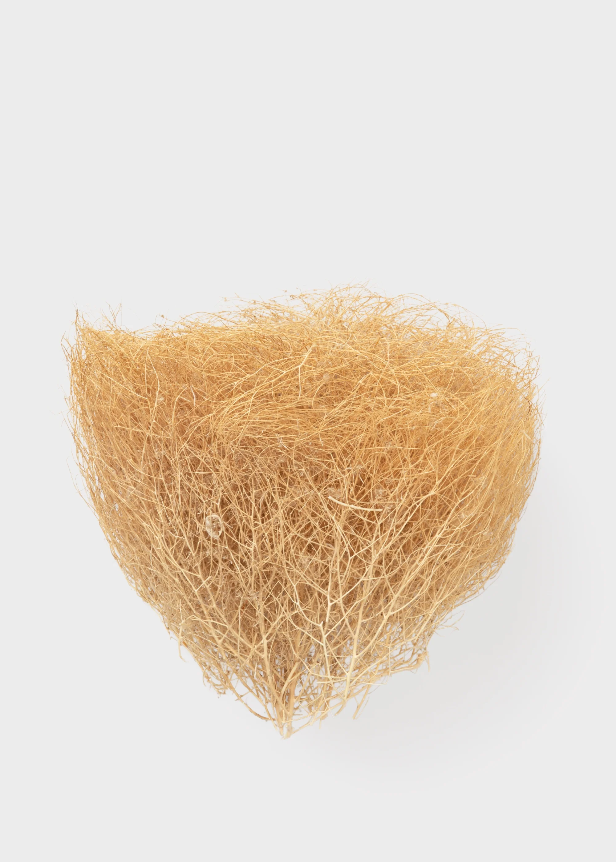 Natural Dried Tumbleweed Bunch in Medium Size - 12-18" Wide - Image 3