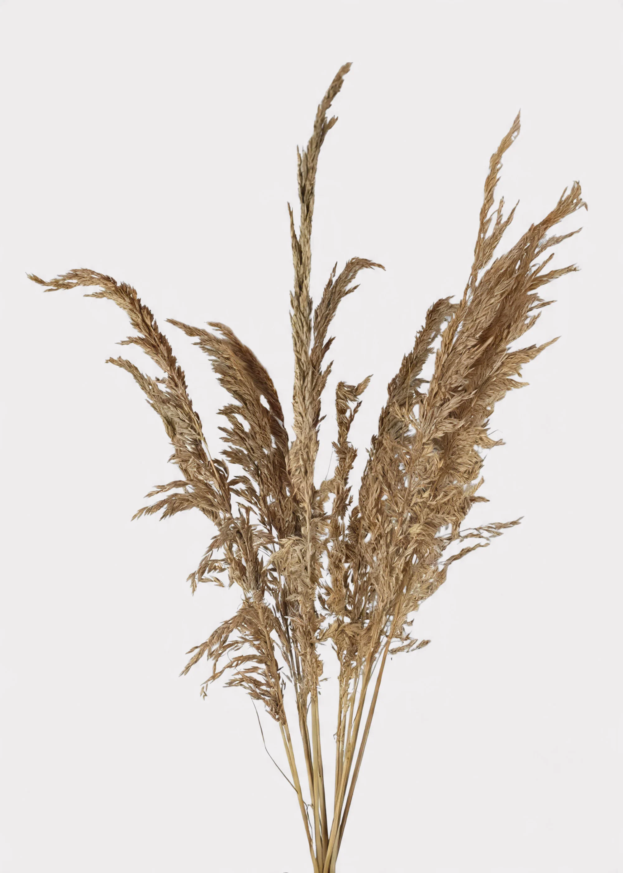 Natural Dried Wild Oats Grass Bunch - 38"