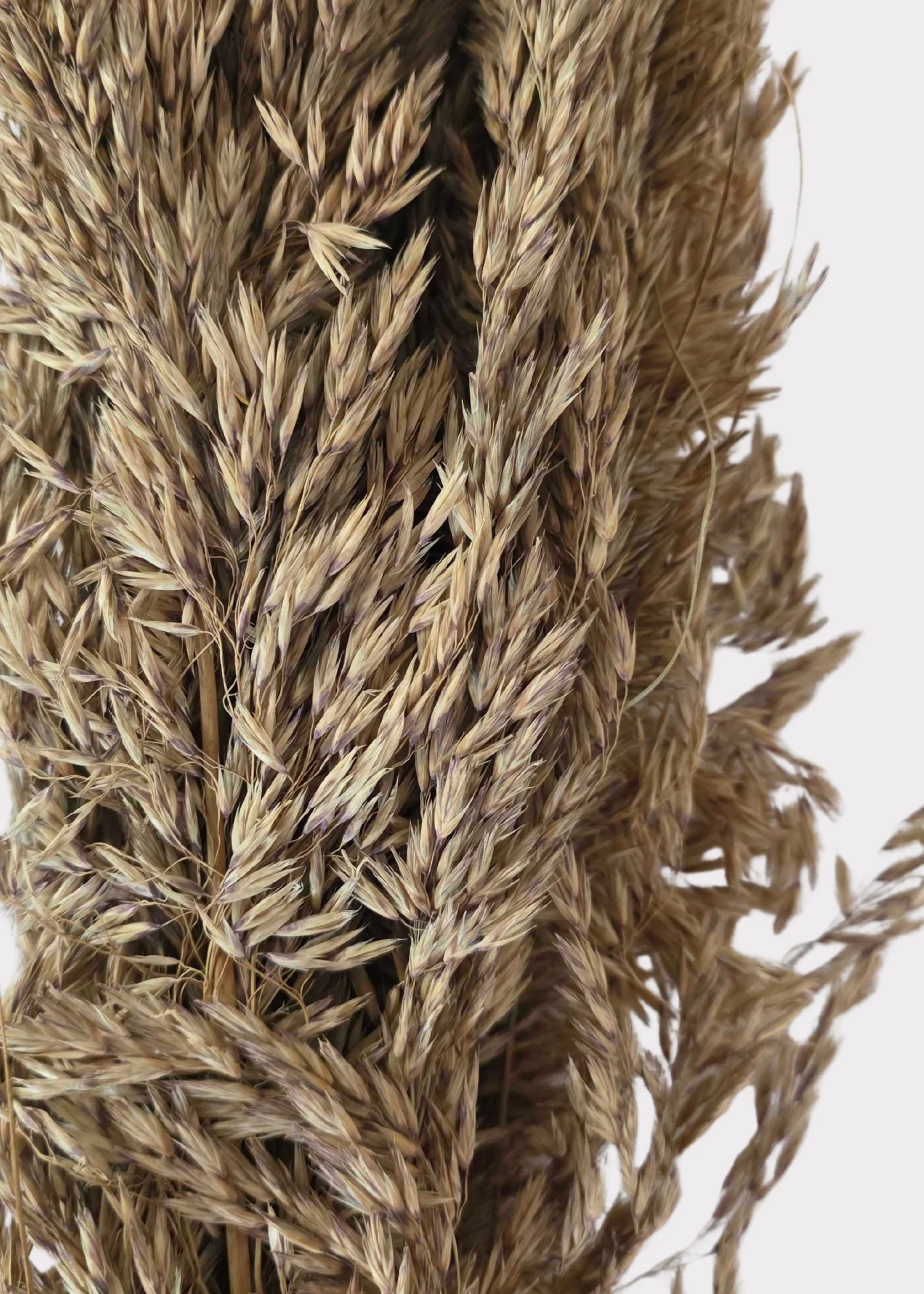 Natural Dried Wild Oats Grass Bunch - 38" - Image 2