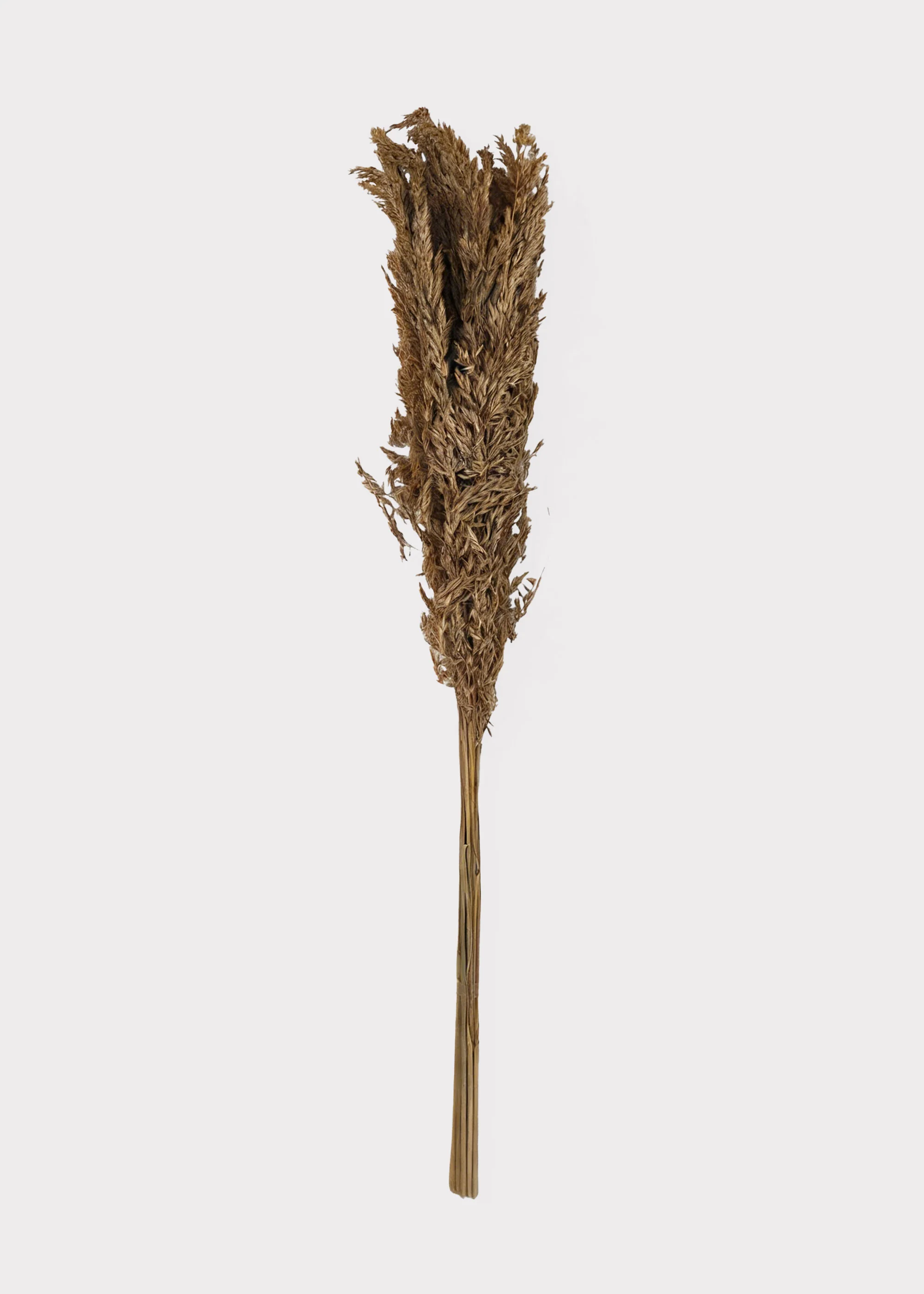 Natural Dried Wild Oats Grass Bunch - 38" - Image 3