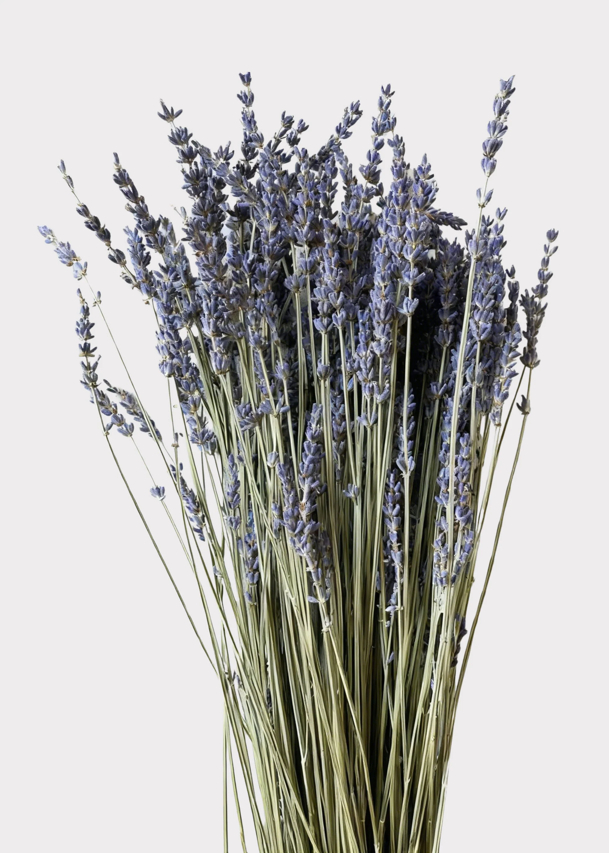 Natural Fragrant Lavender Dried Flowers - 3.5 oz Bunch