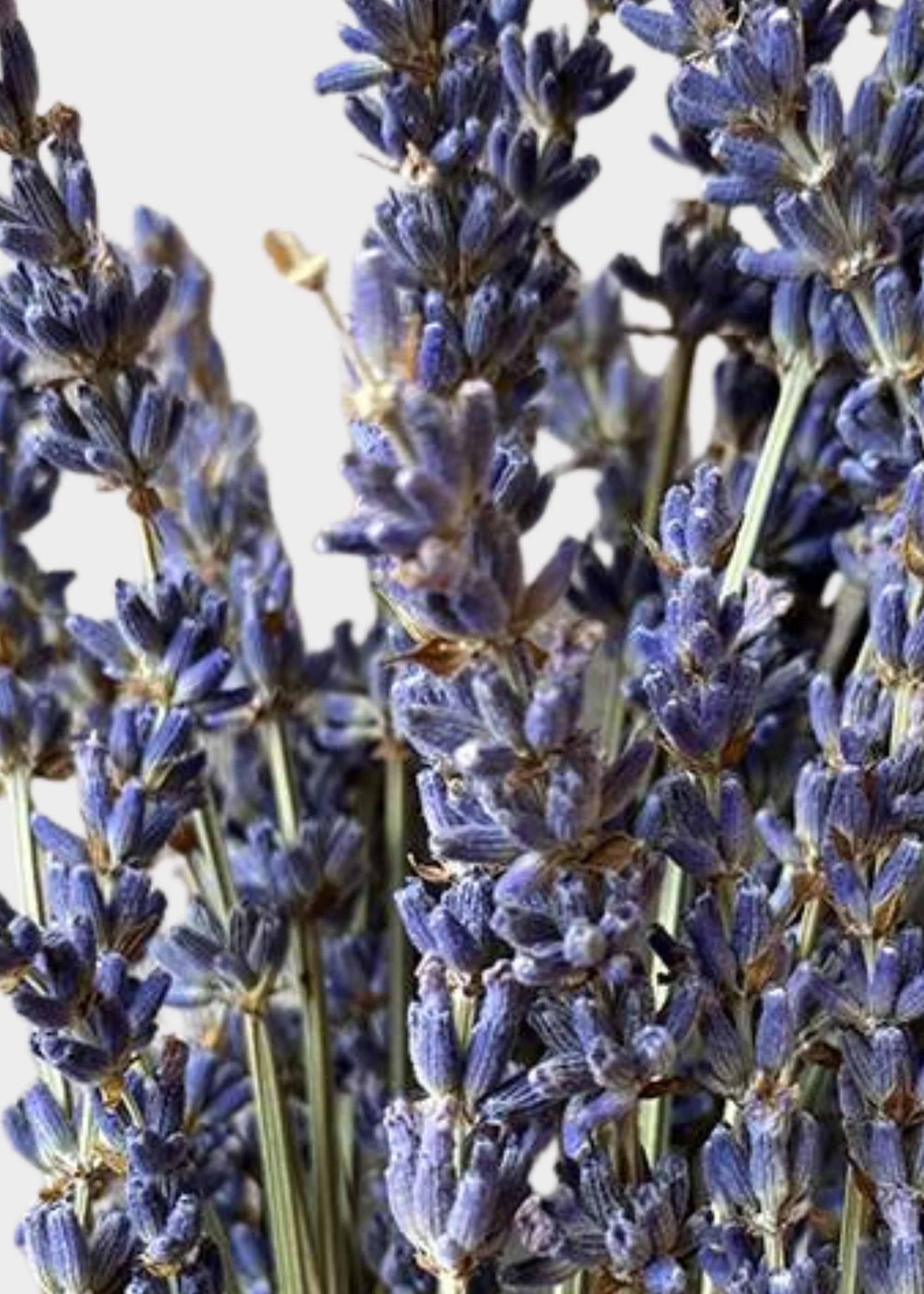 Natural Fragrant Lavender Dried Flowers - 3.5 oz Bunch - Image 2