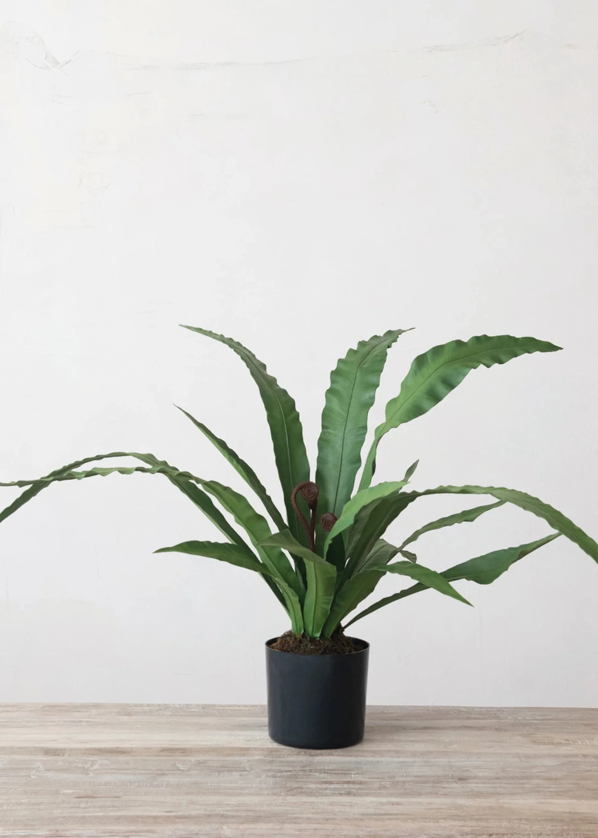 Natural Touch Fake Potted Bird Nest Fern Plant - 42.25" - Image 2