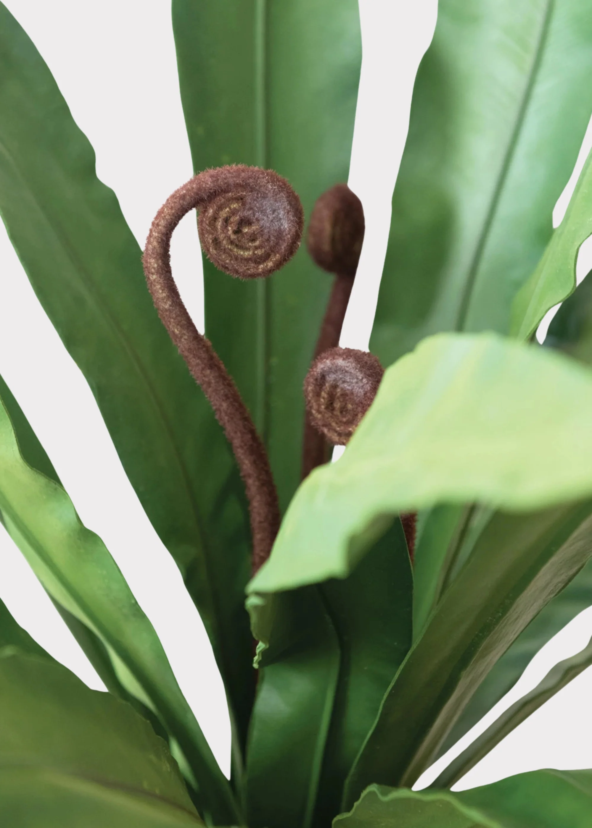 Natural Touch Fake Potted Bird Nest Fern Plant - 42.25" - Image 3