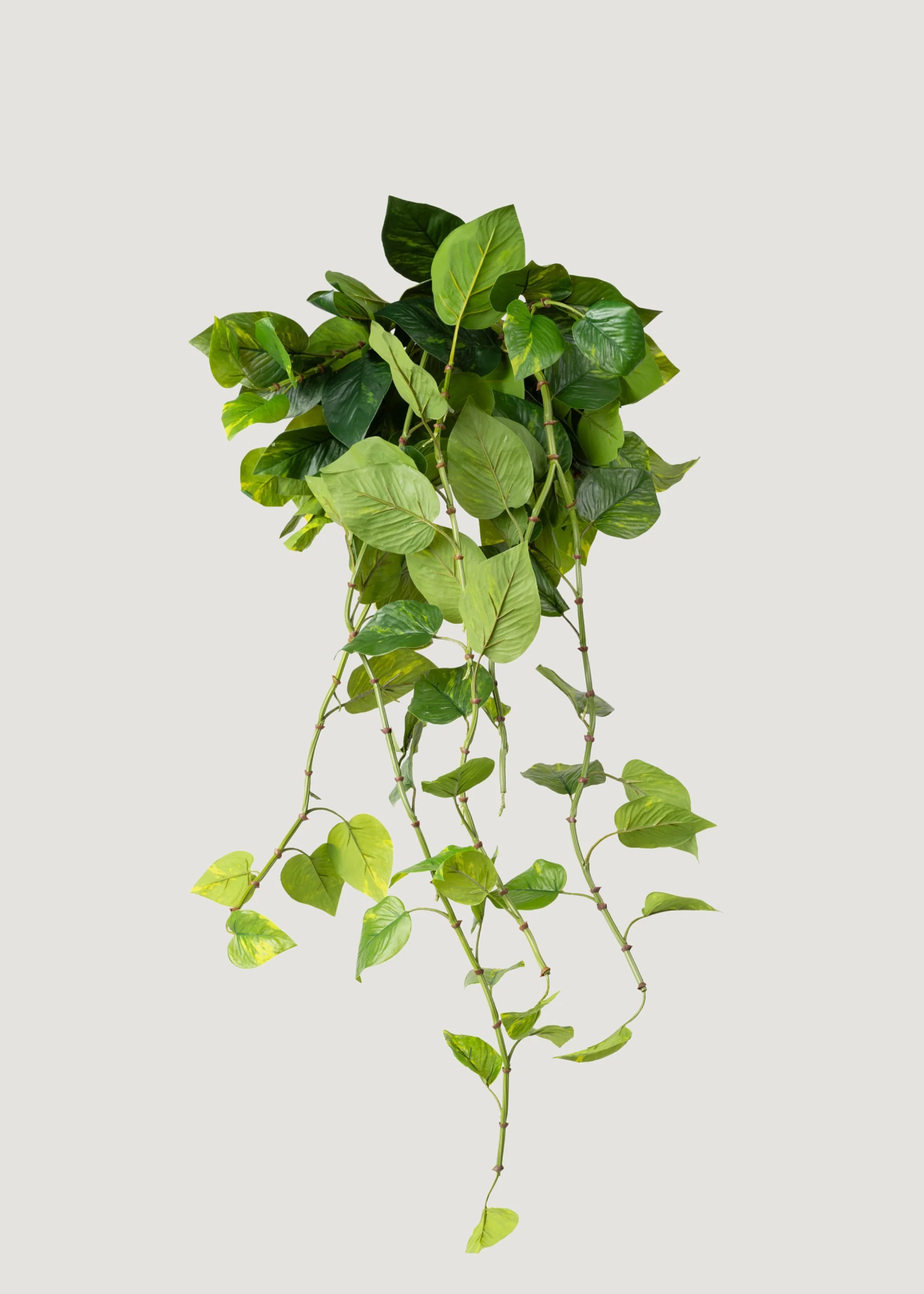 Natural Touch Pothos Artificial Plant - 48" - Image 4