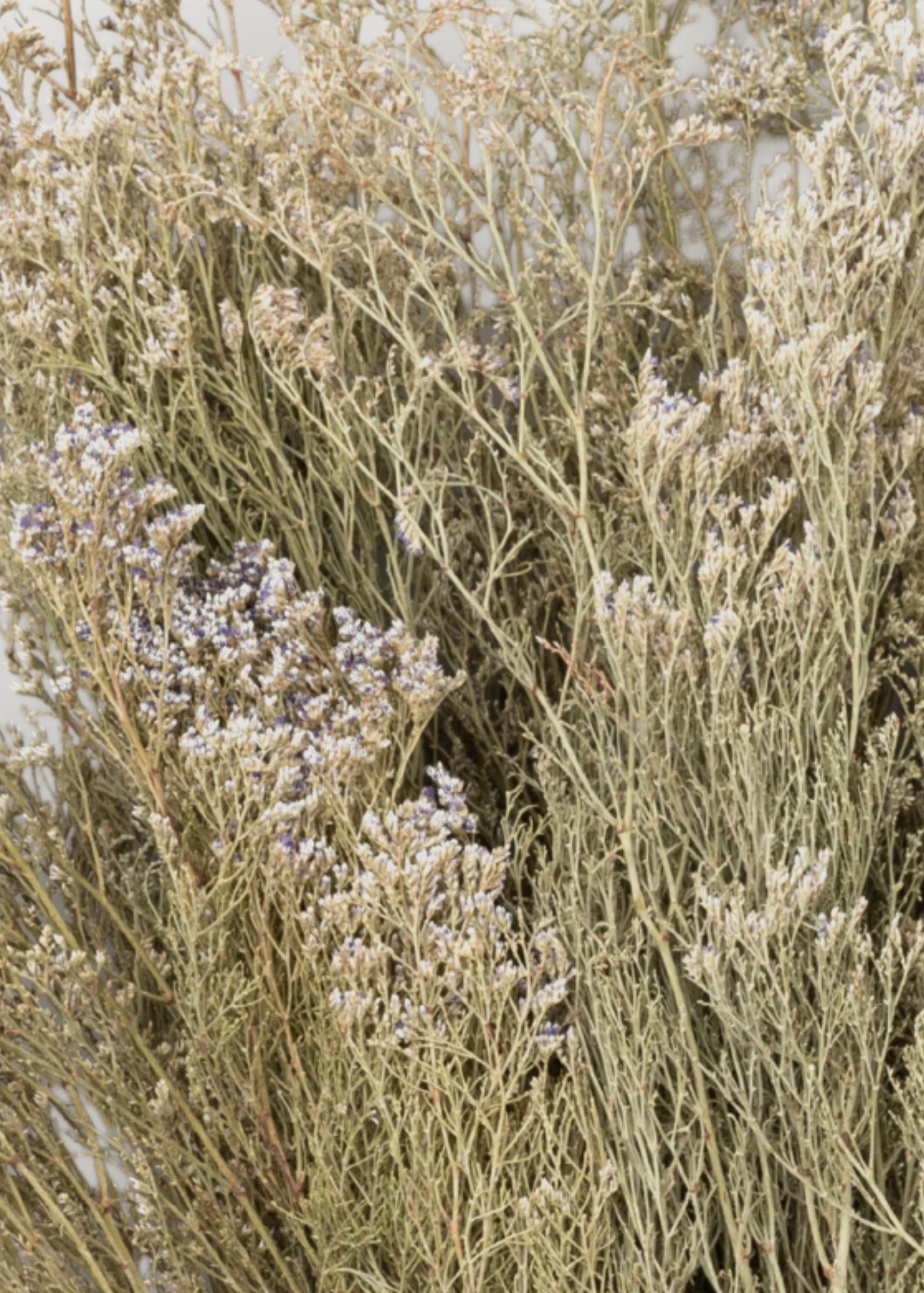 Natural White Dried Caspia Flowers - 4 oz Bunch - Image 3