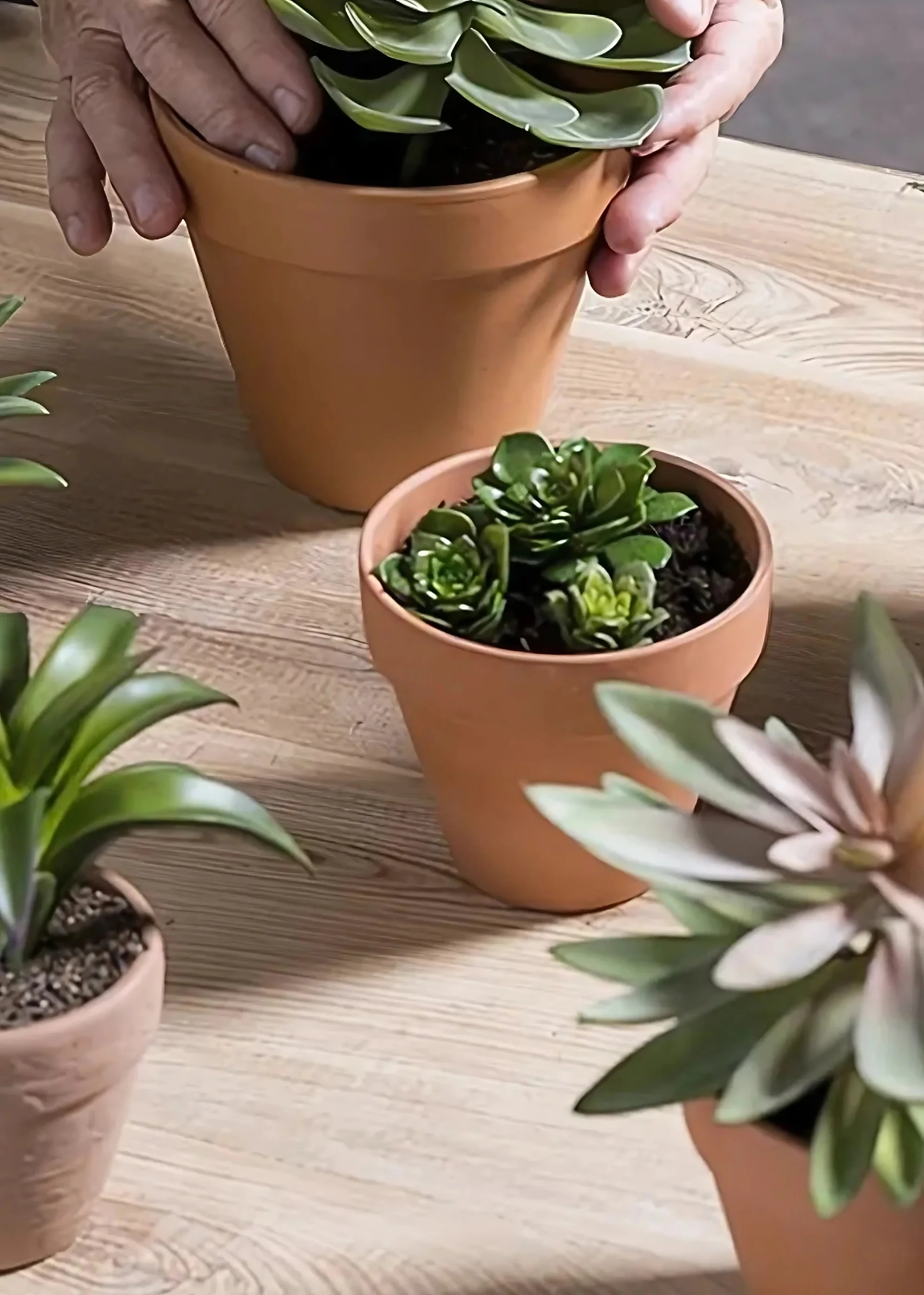 Pack of 3 Fake Echeveria Mini Succulents - 2-3.5" Wide - Image 3