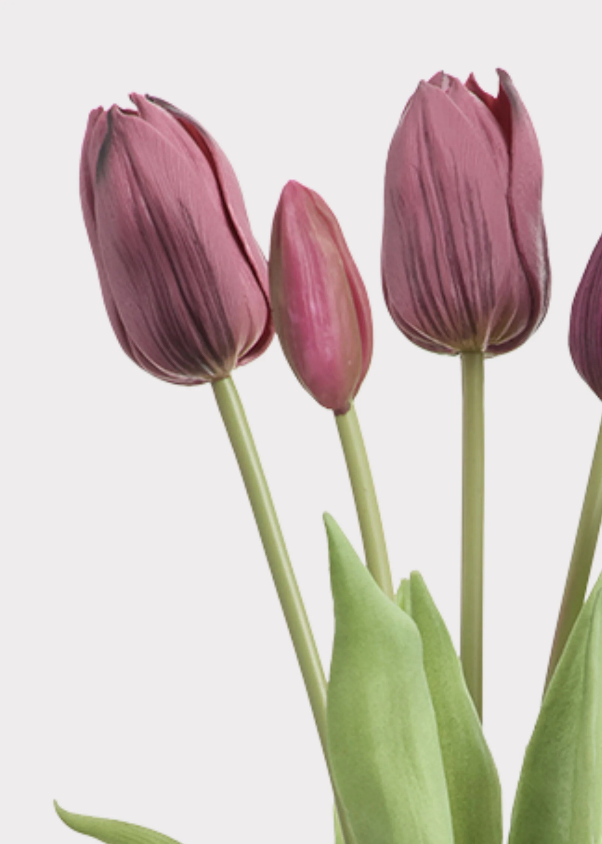 Plum Purple Real Touch Dutch Tulip Spring Flower Bouquet - 16" - Image 2