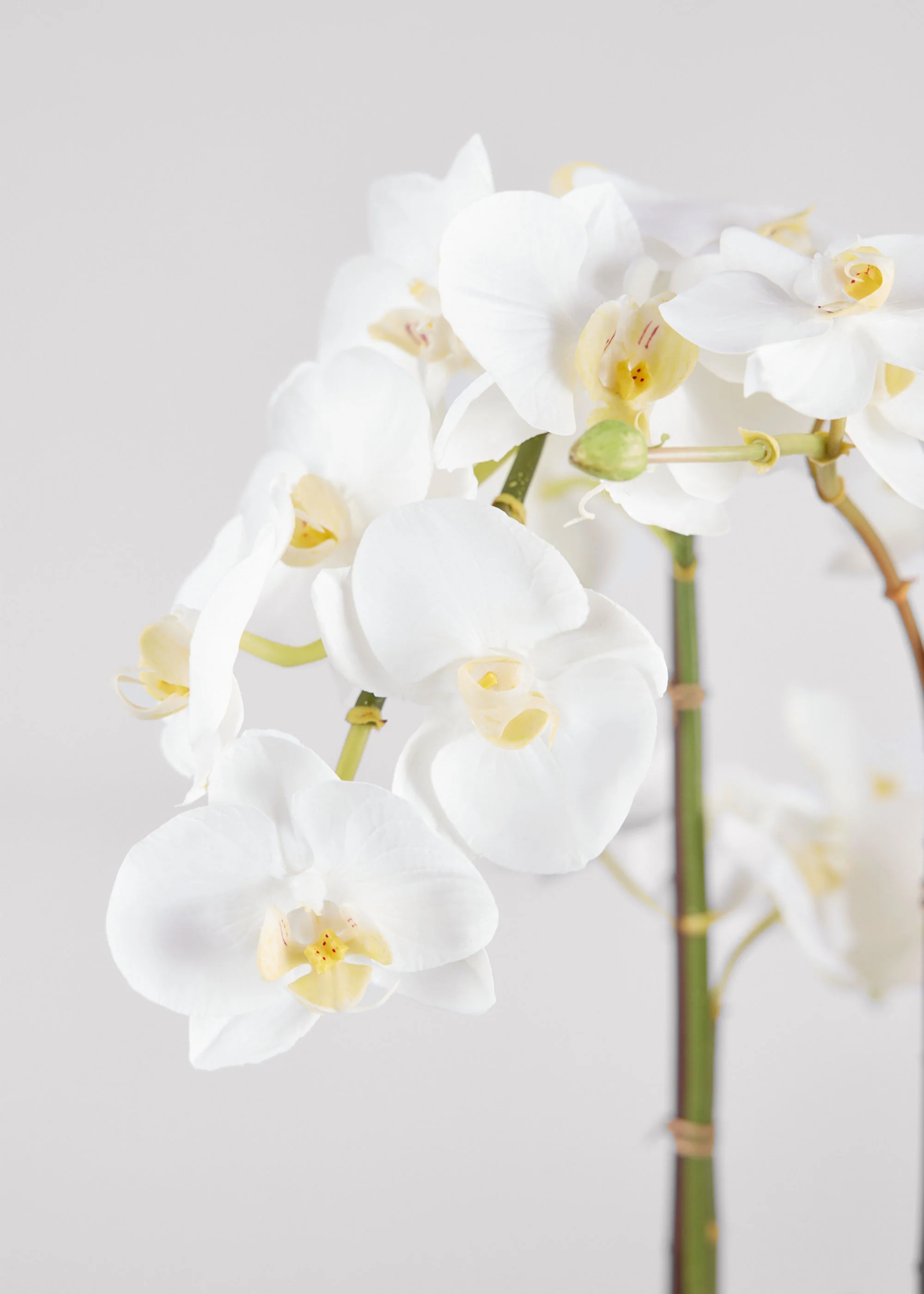 Potted Faux White Orchid Arrangement - 24" - Image 3