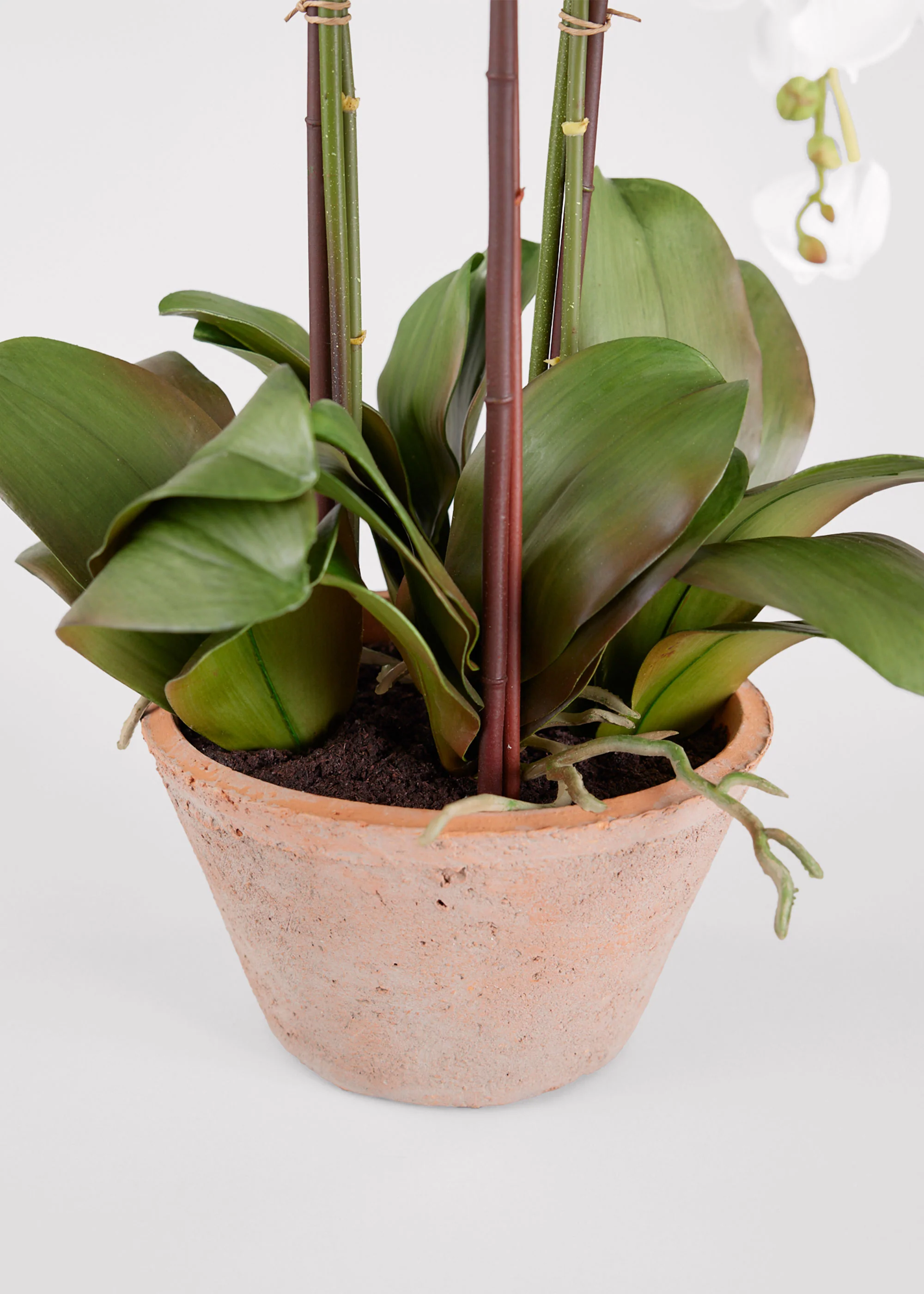 Potted Faux White Orchid Arrangement - 24" - Image 4